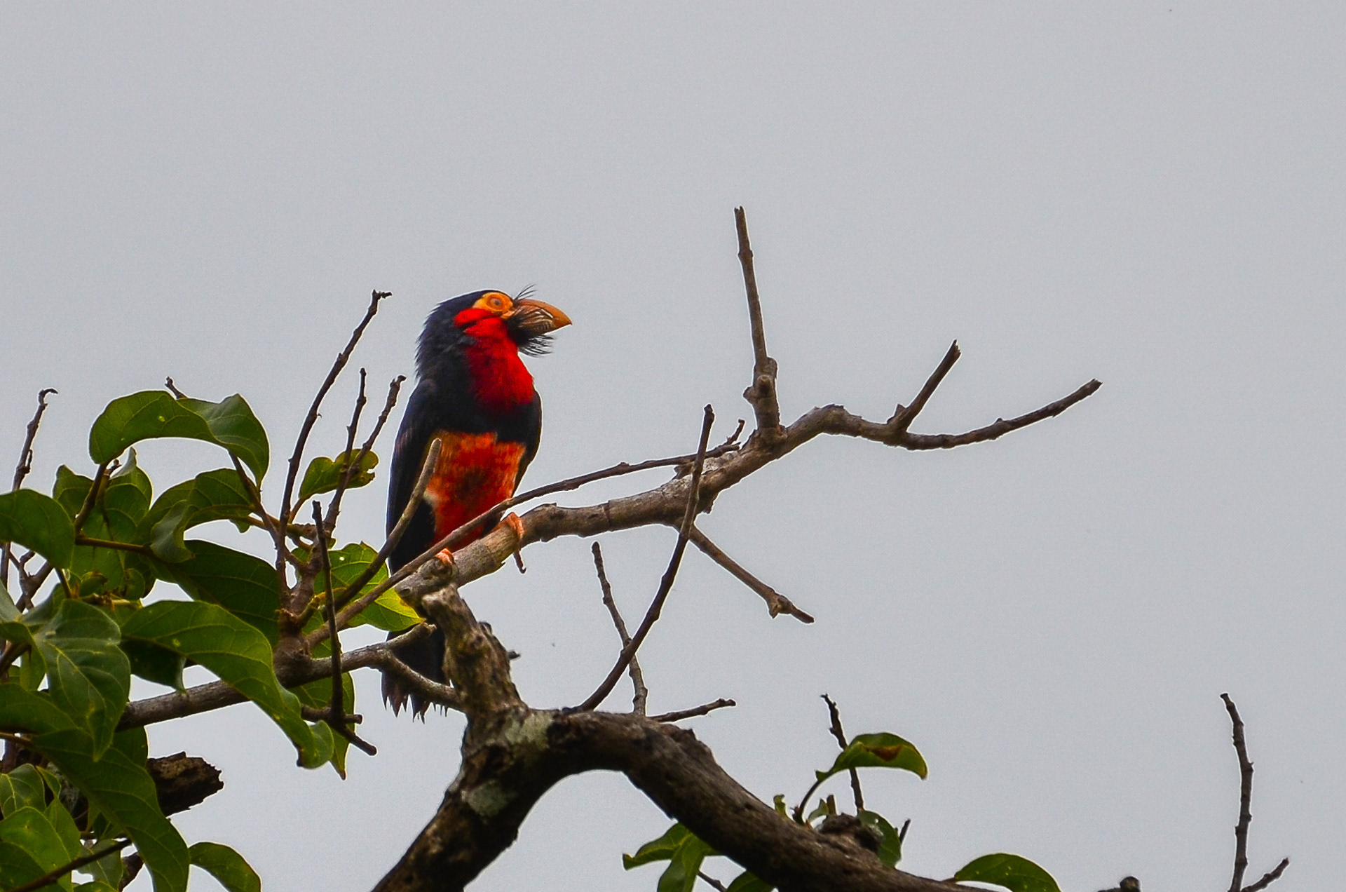 Bearded Barbet