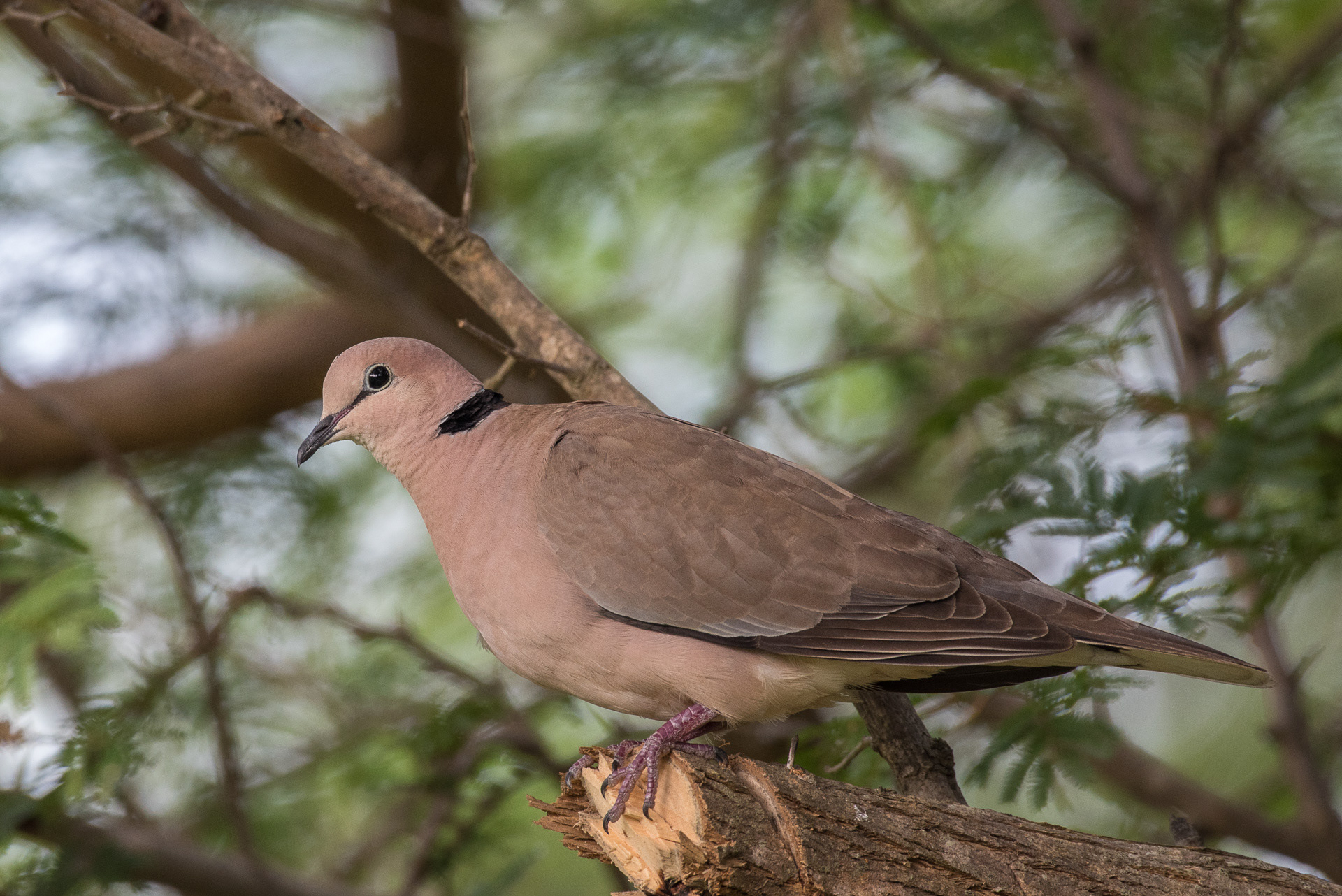 Dove, Vinaceous (Streptopelia vinacea)