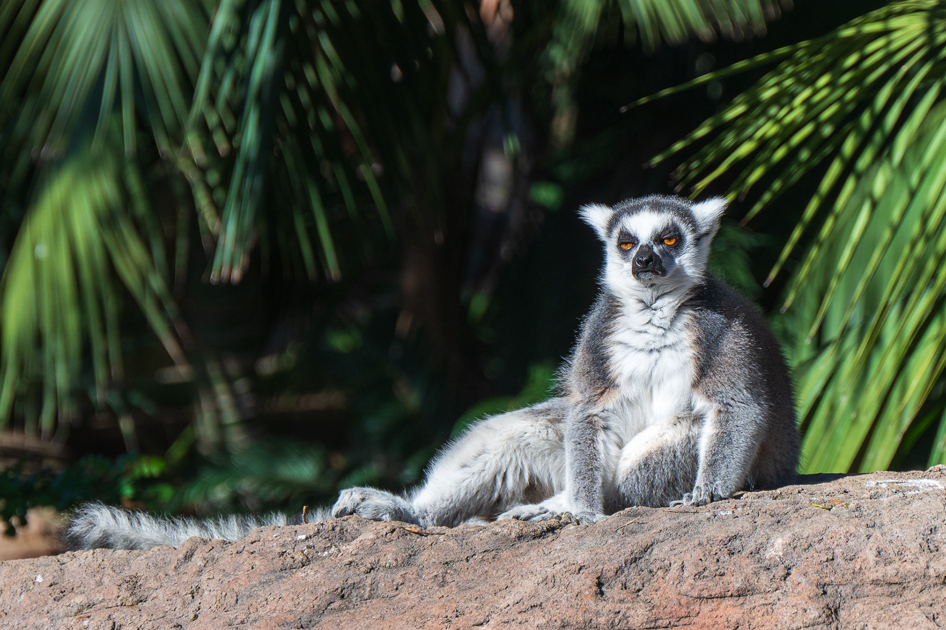 Lemur, Ring-tailed  (Lemur catta)