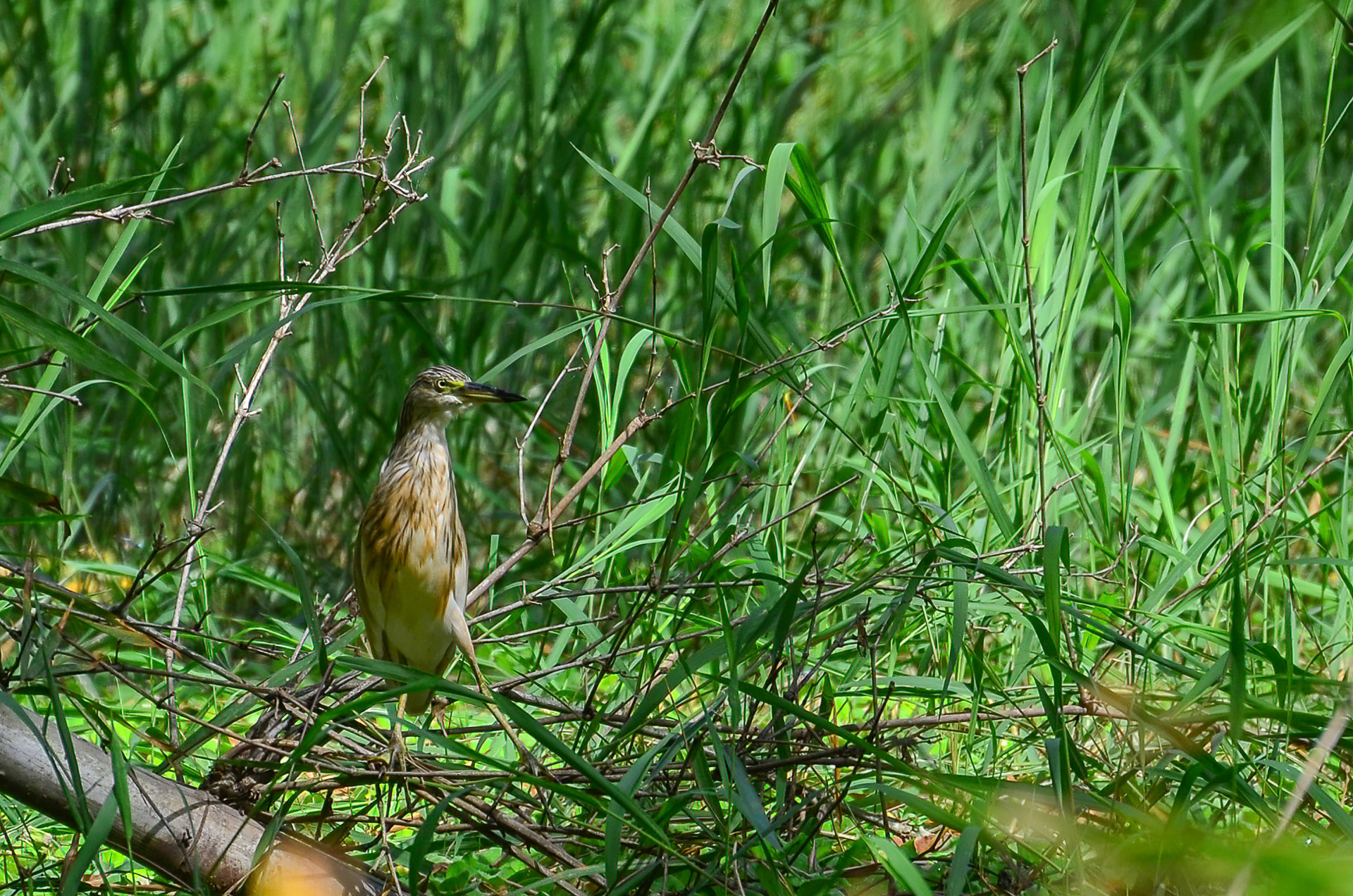 Squacco Heron