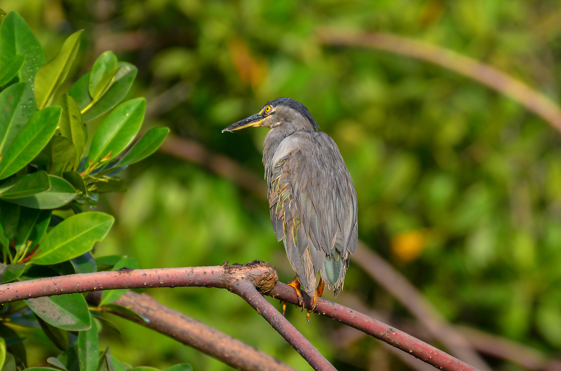 Striated Heron