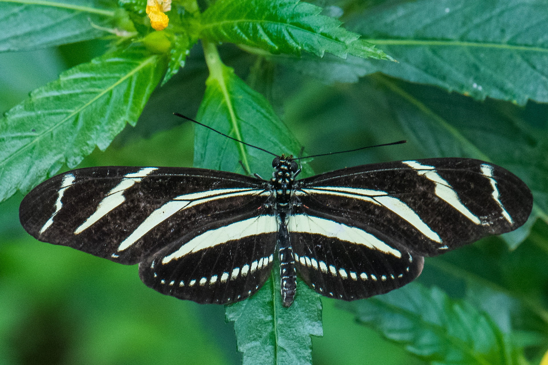 Zebra Longwing