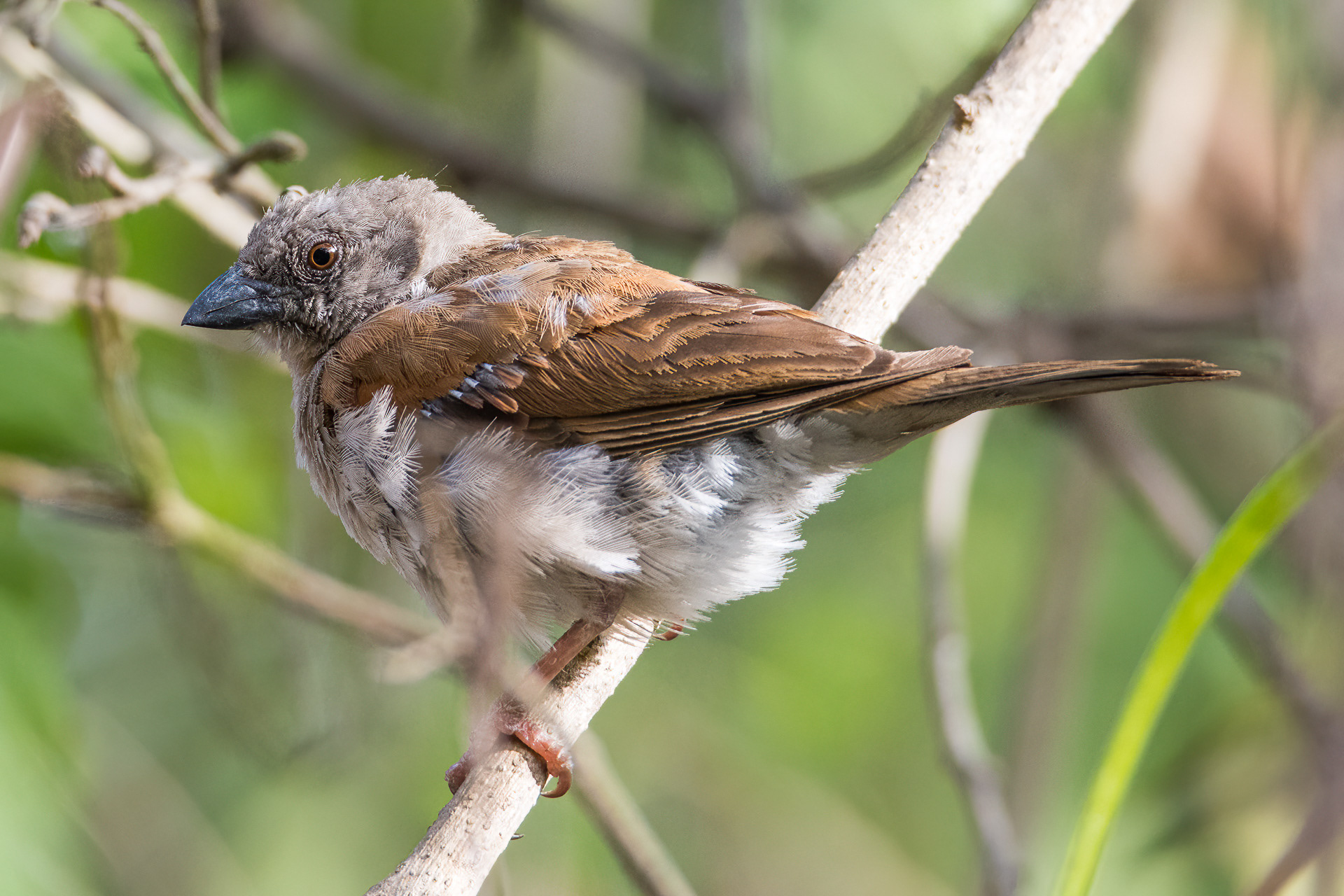 Northern Grey-headed Sparrow