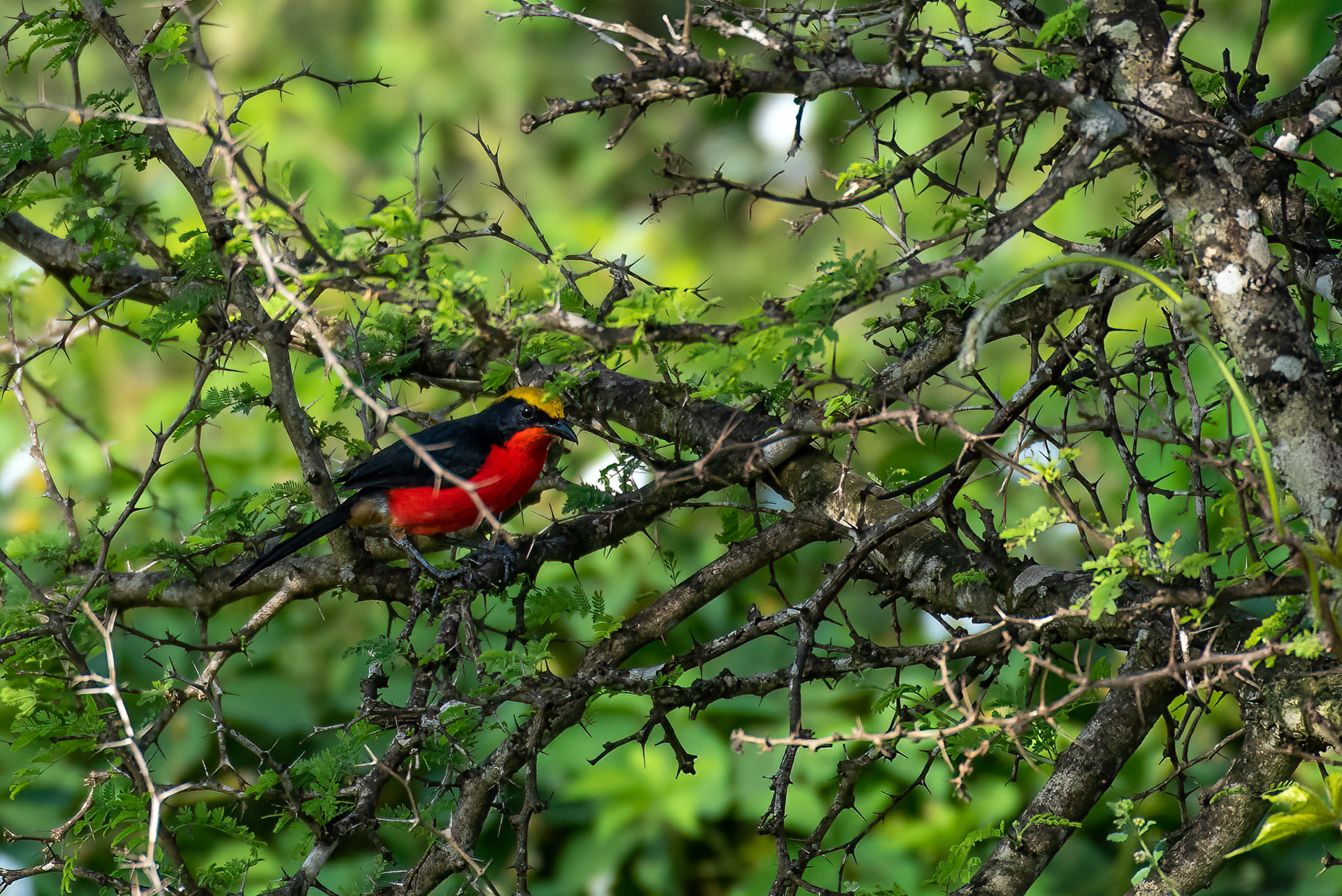 Gonolek, Yellow-crowned (Laniarius barbarus)