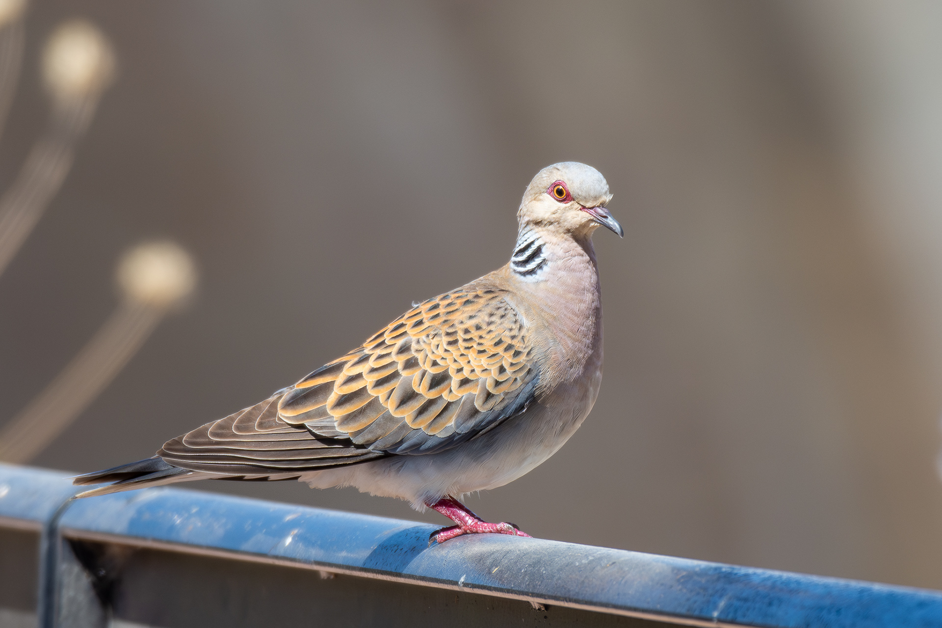 European Turtle Dove