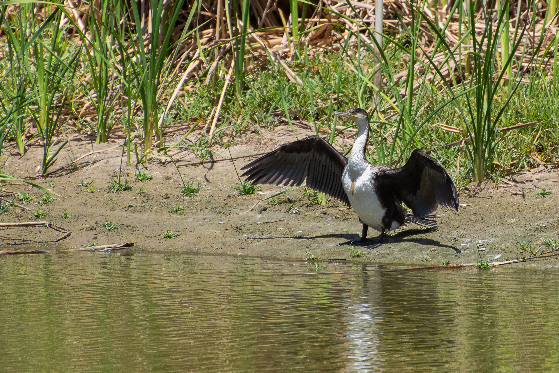 White-breasted Cormorant