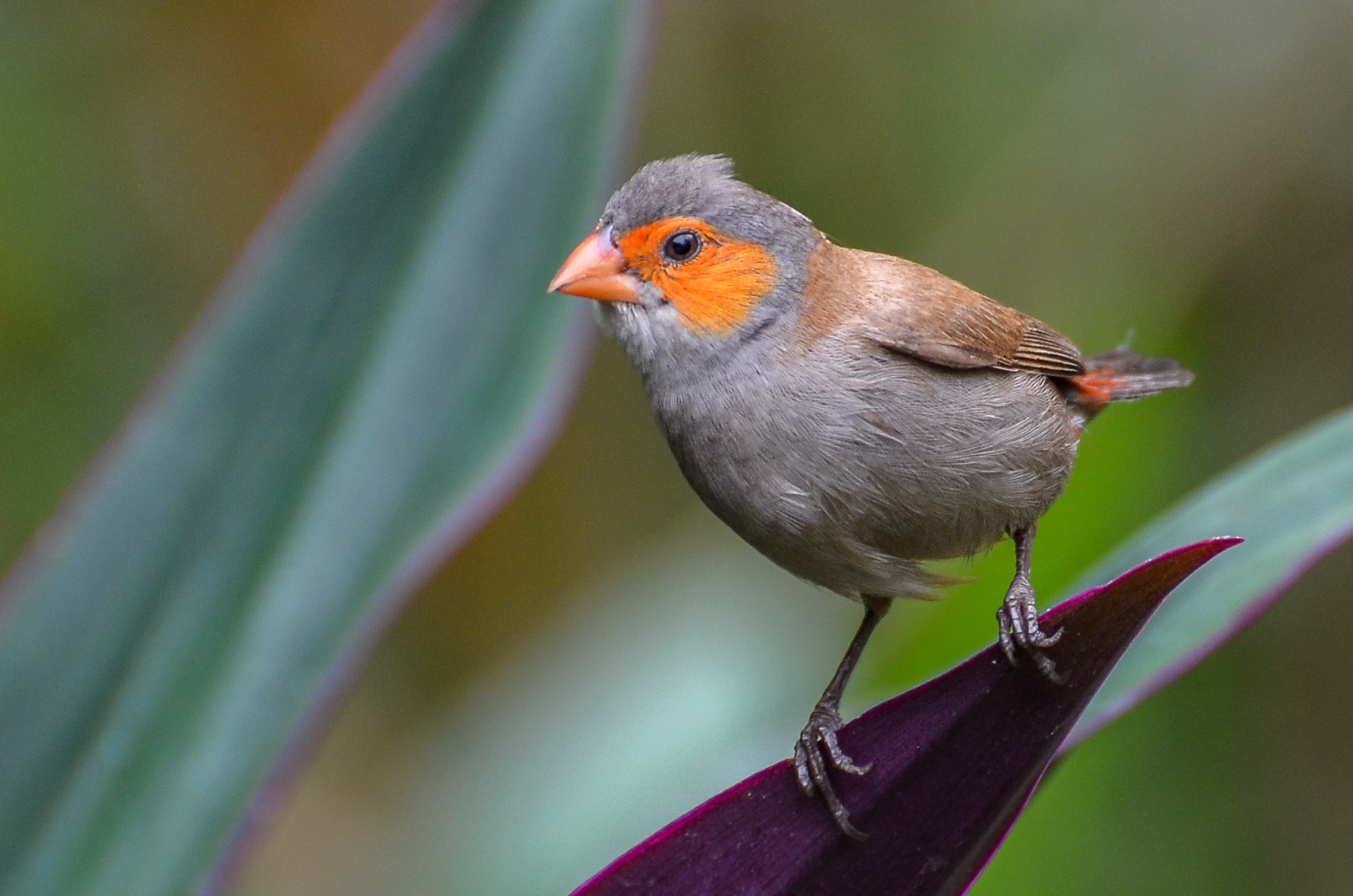 Orange-cheeked Waxbill