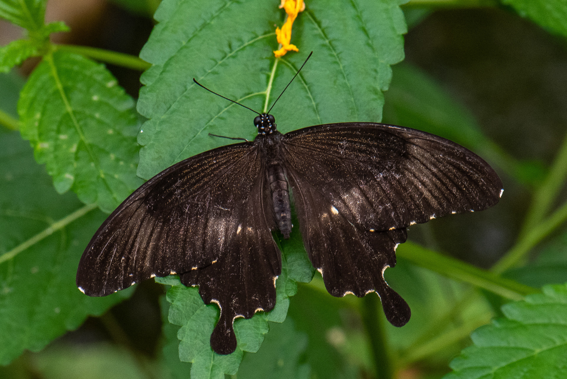 Swallowtail