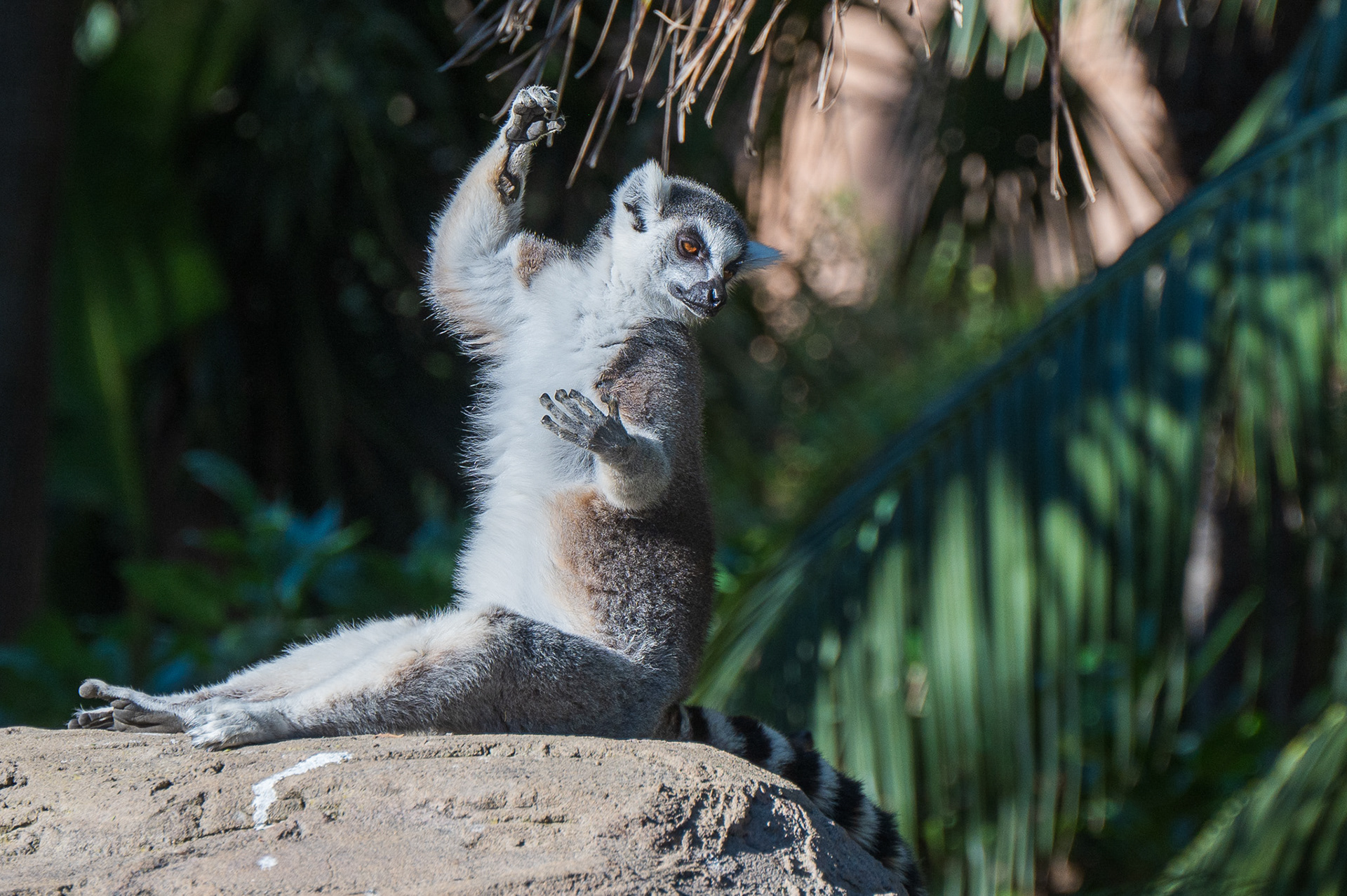 Lemur, Ring-tailed  (Lemur catta)