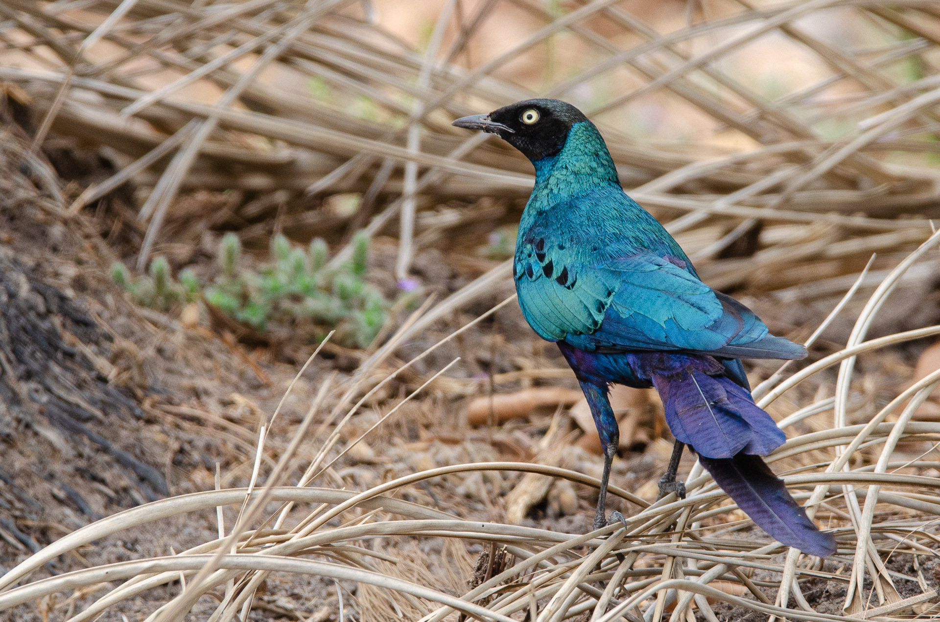 Purple Glossy Starling