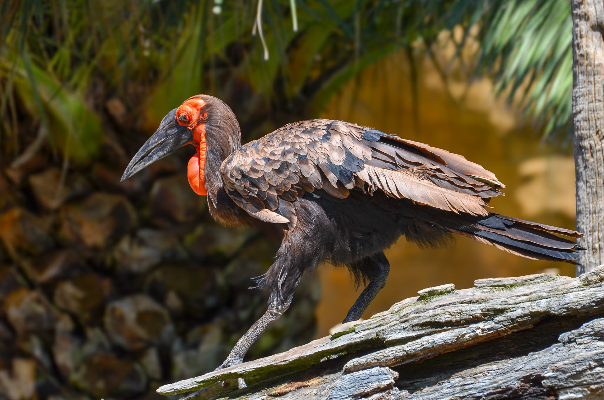Southern Ground Hornbill