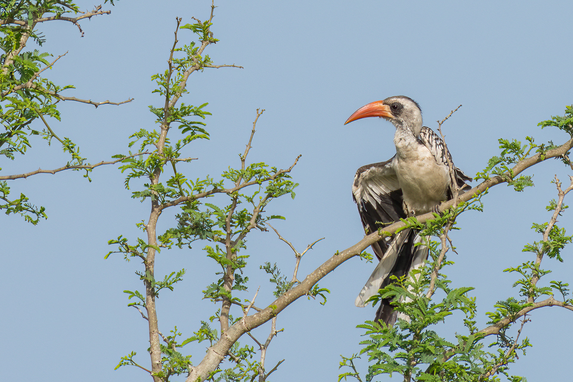 Western Red-billed Hornbill