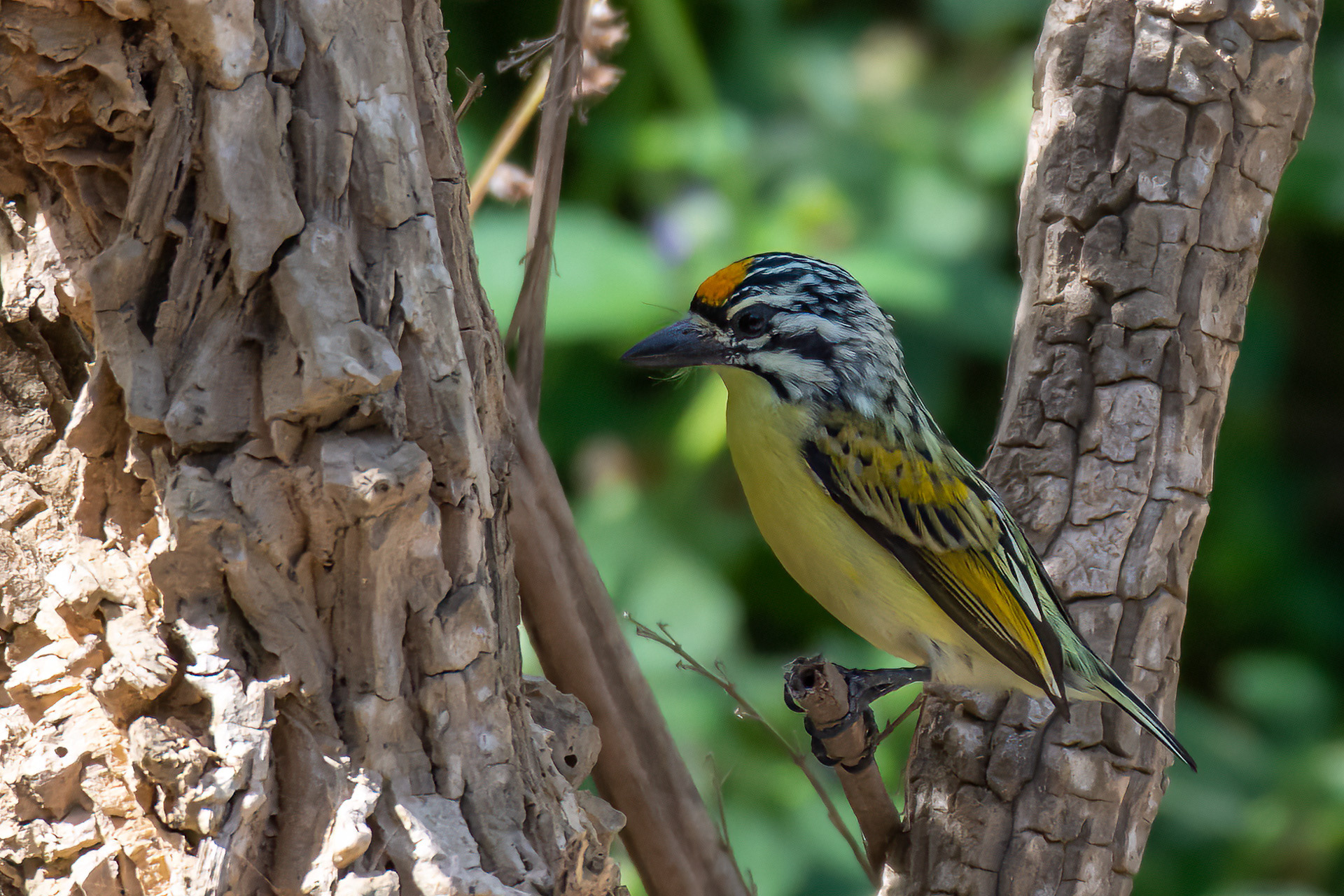 Yellow-fronted Tinkerbird