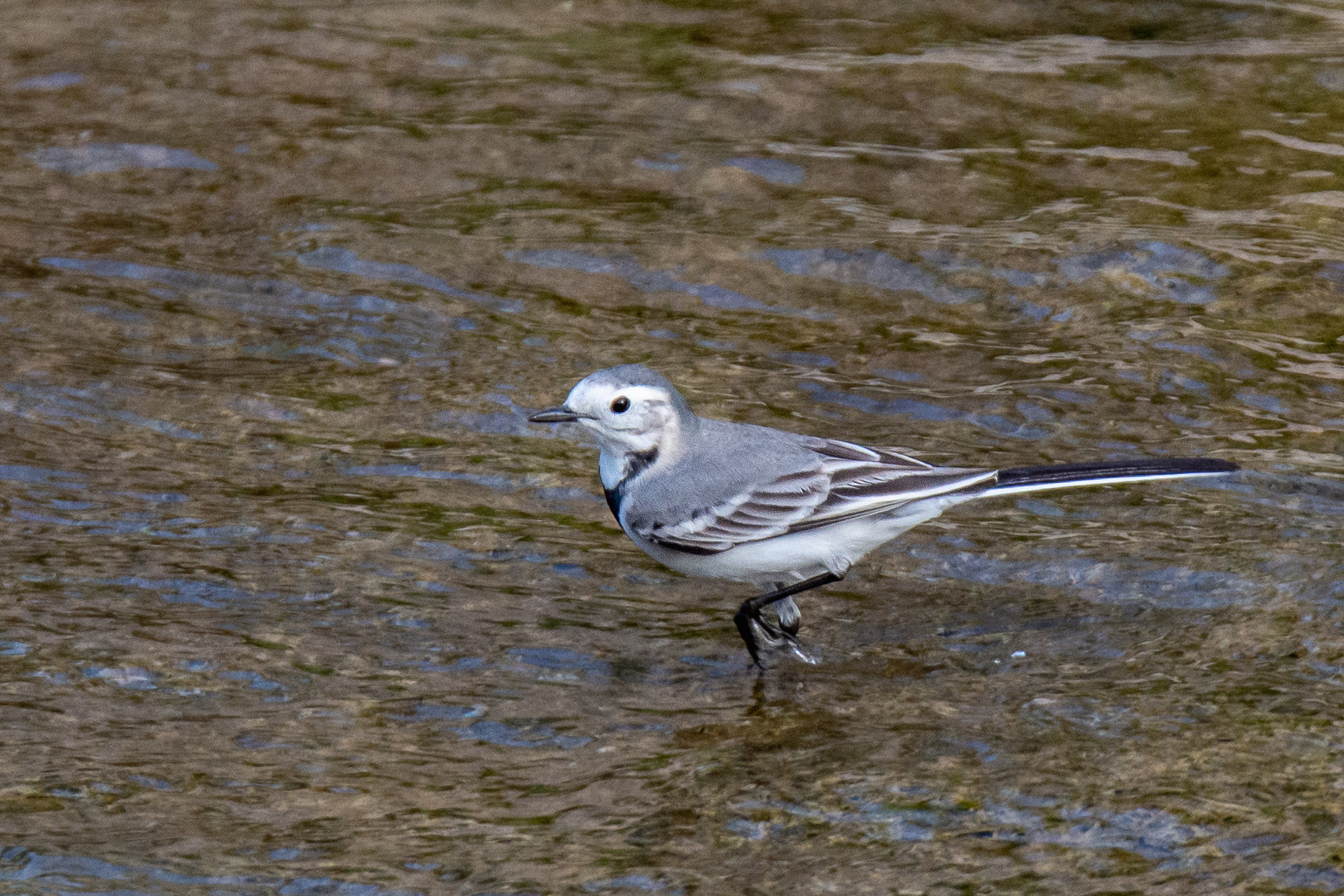 White Wagtail