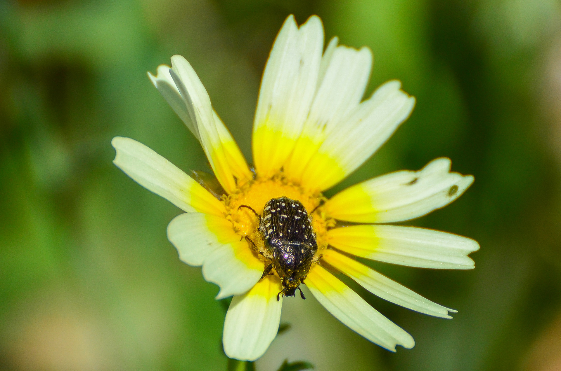 White-spotted Rose-beetle (Oxythyrea funesta)