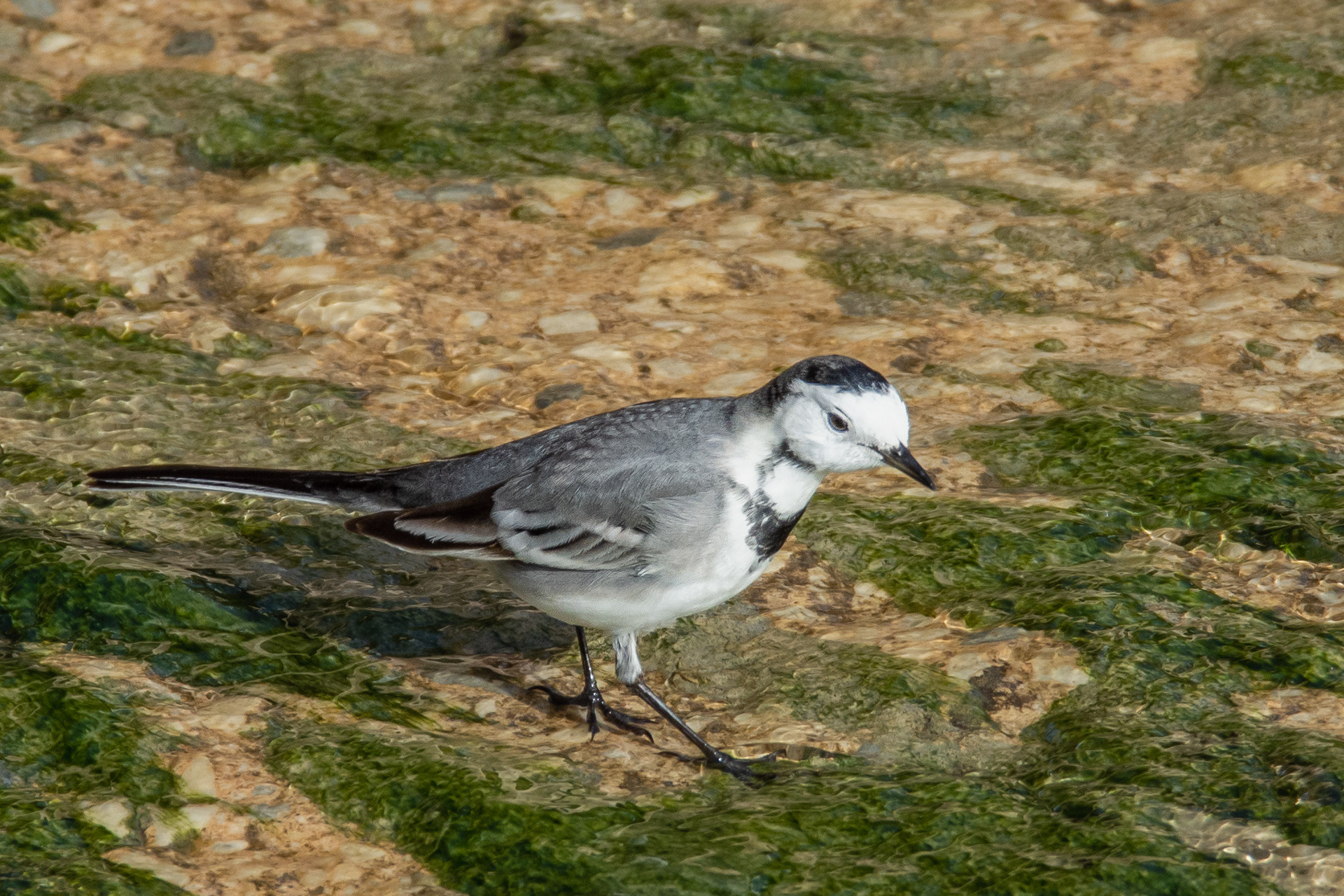 White Wagtail
