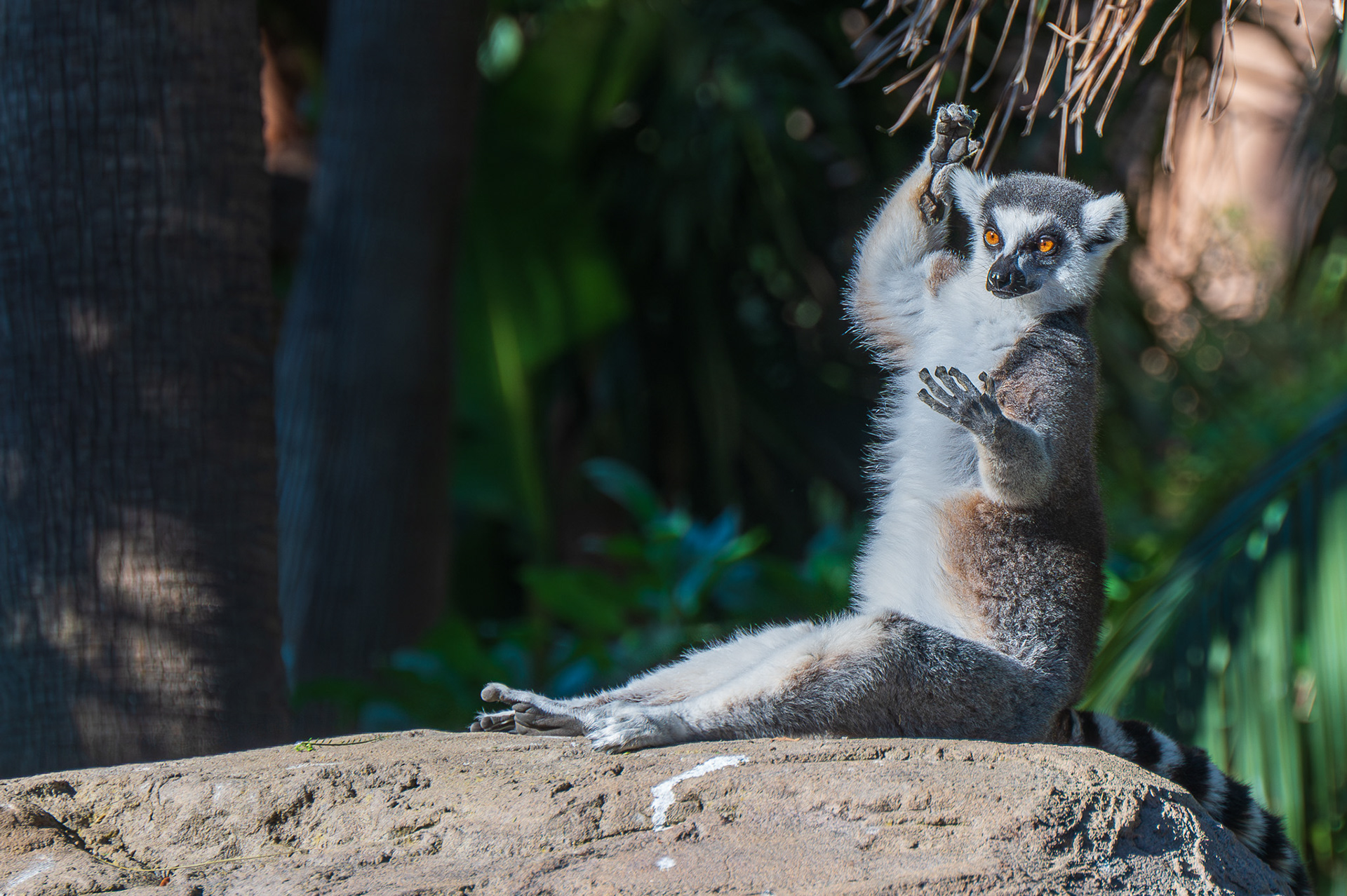 Lemur, Ring-tailed  (Lemur catta)