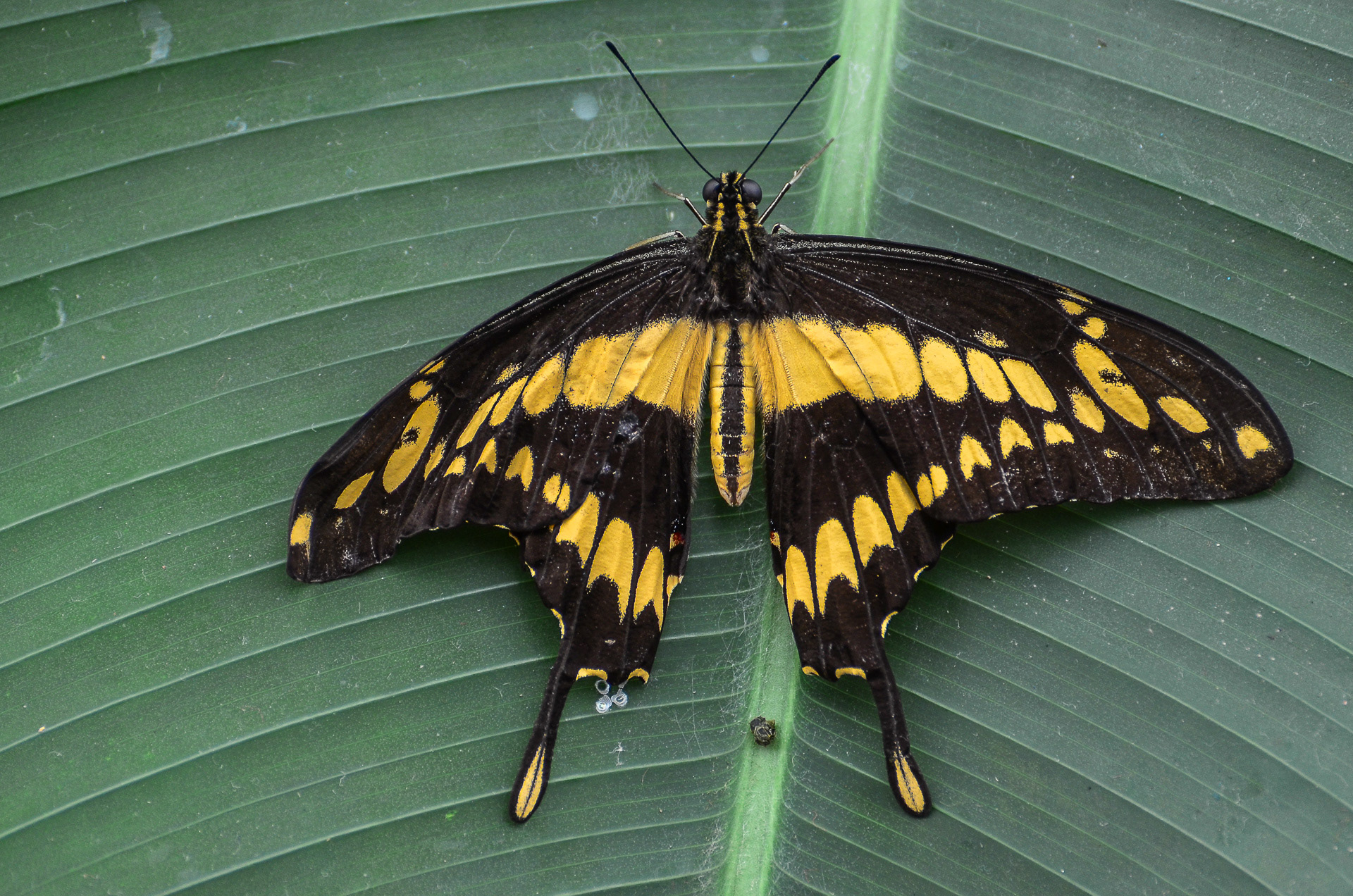 King Swallowtail