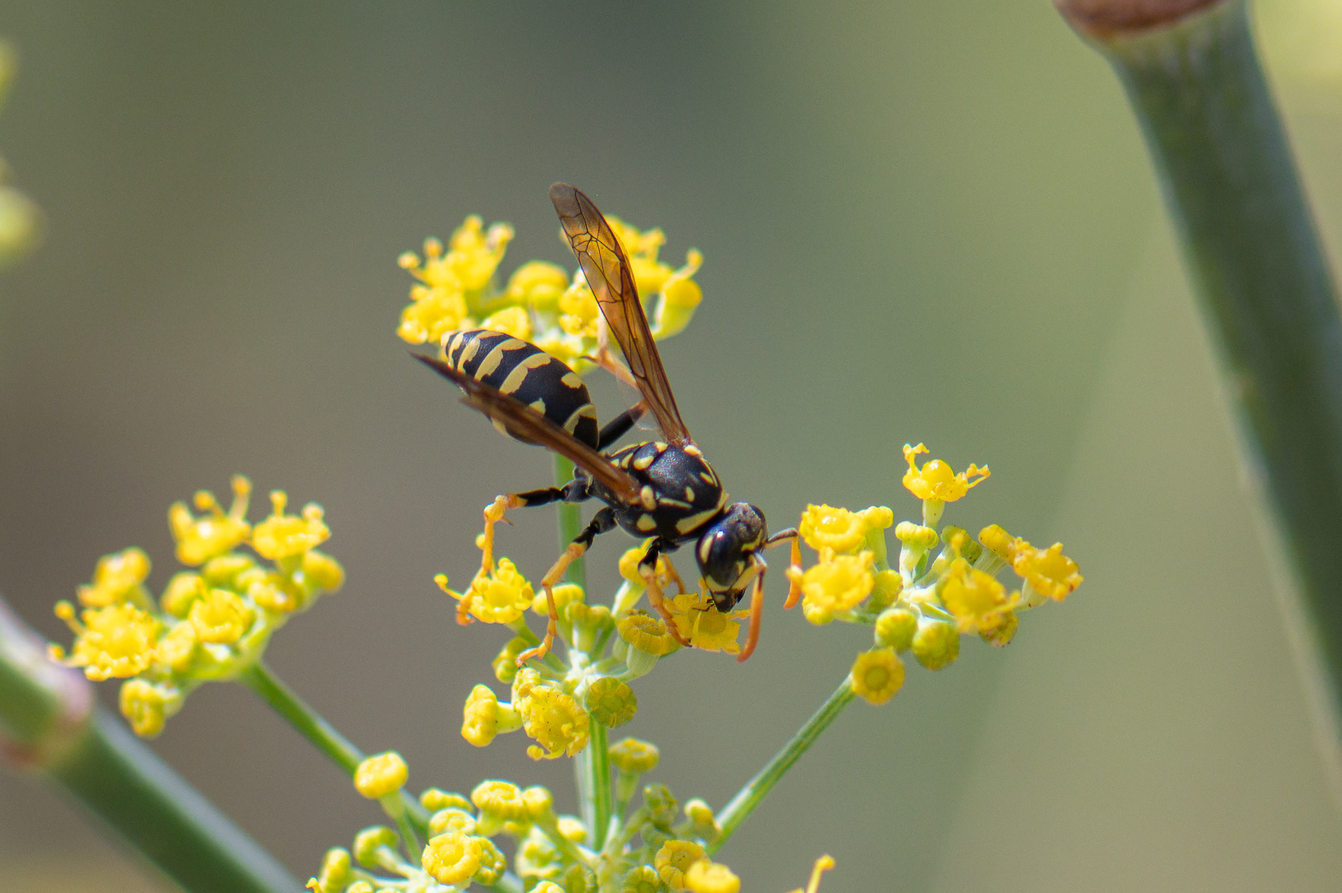Paper Wasp