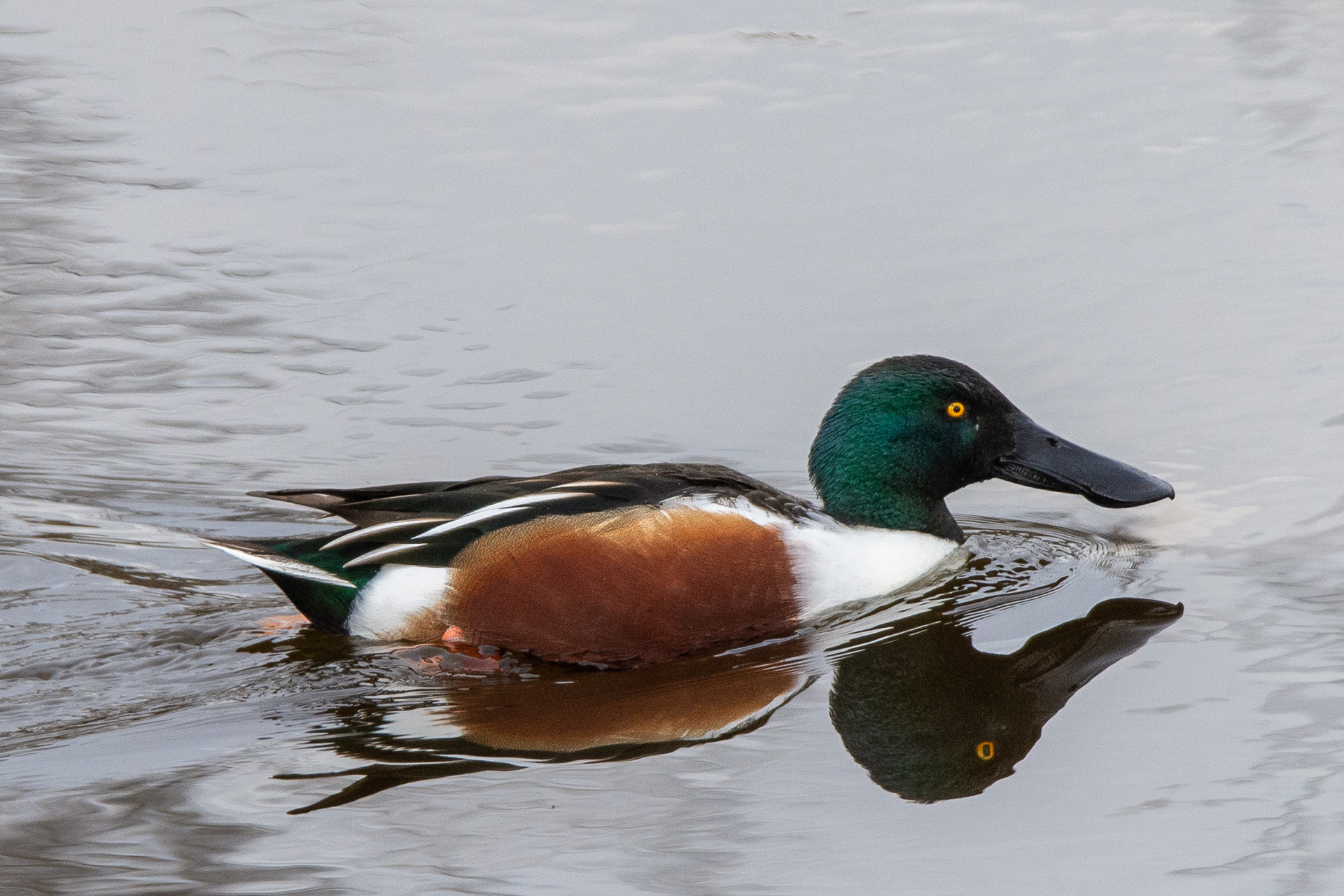 Shoveler (male) (Spatula clypeata)