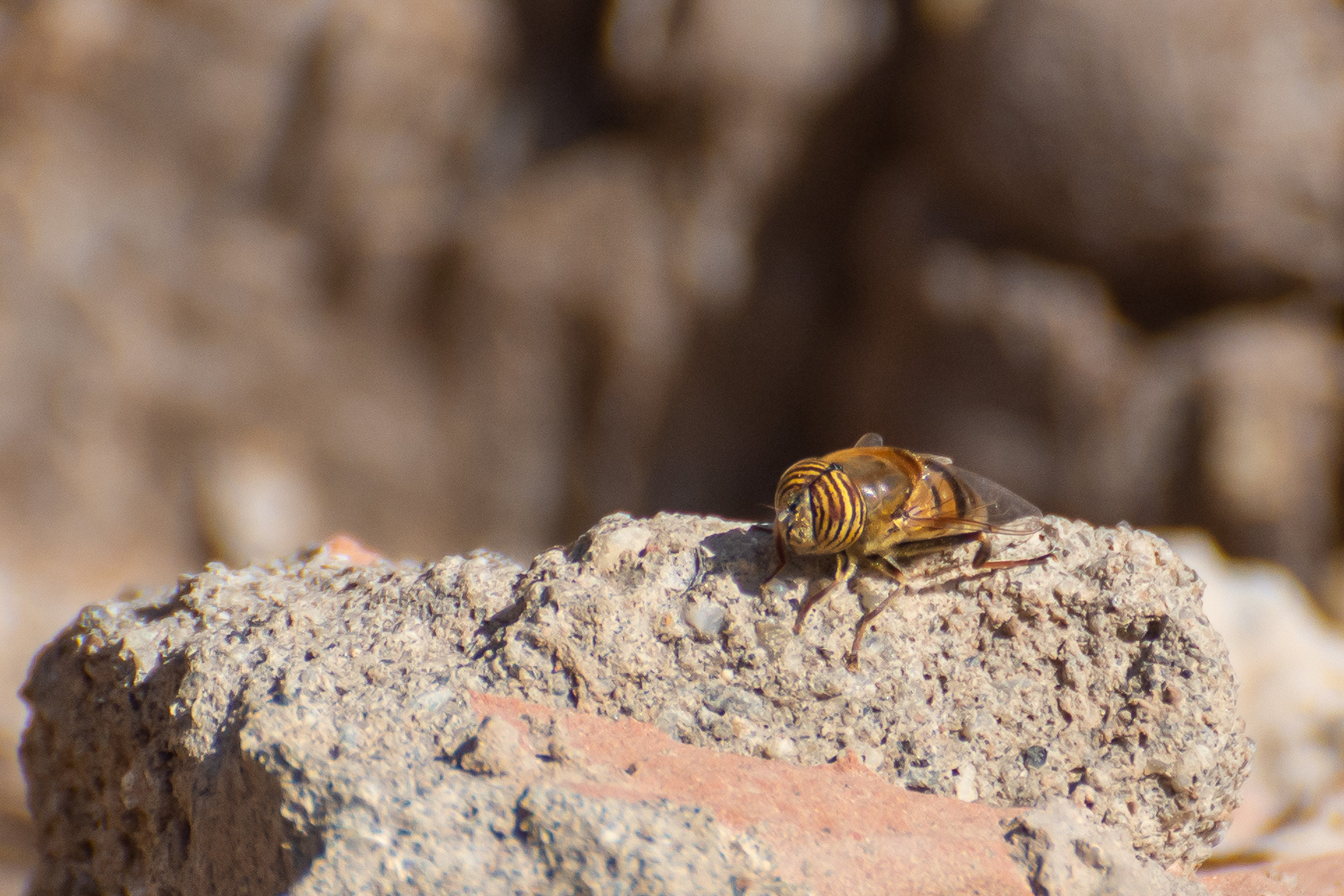 Hoverfly