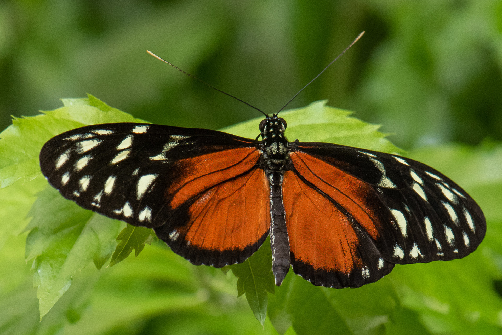 Tiger Longwing