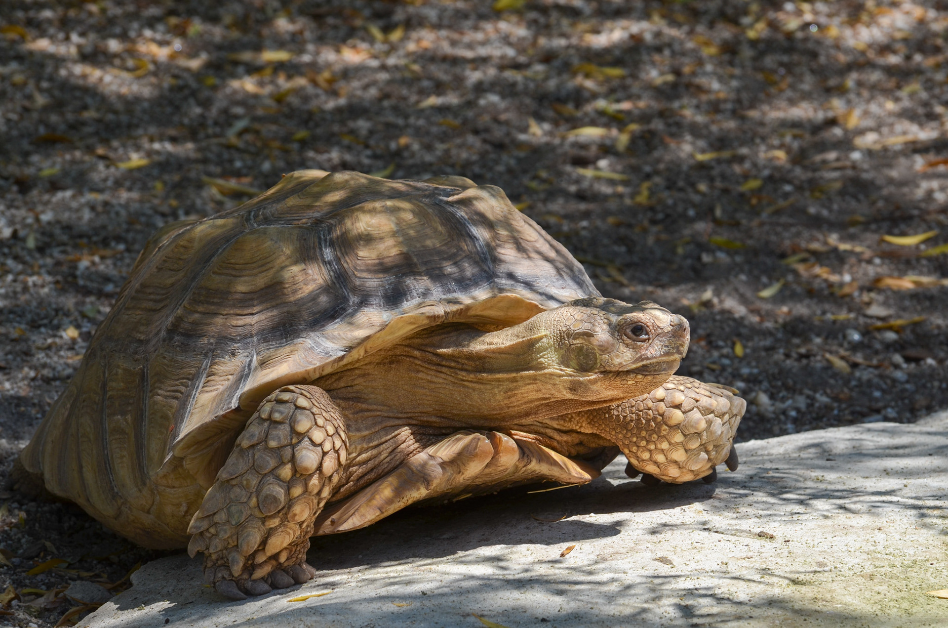 African Spurred Tortoise