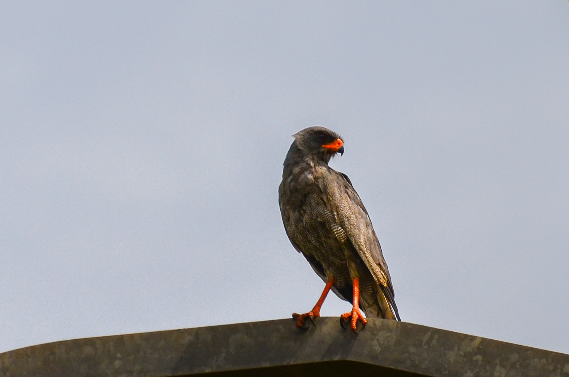 Goshawk, Dark Chanting (Melierax metabates)