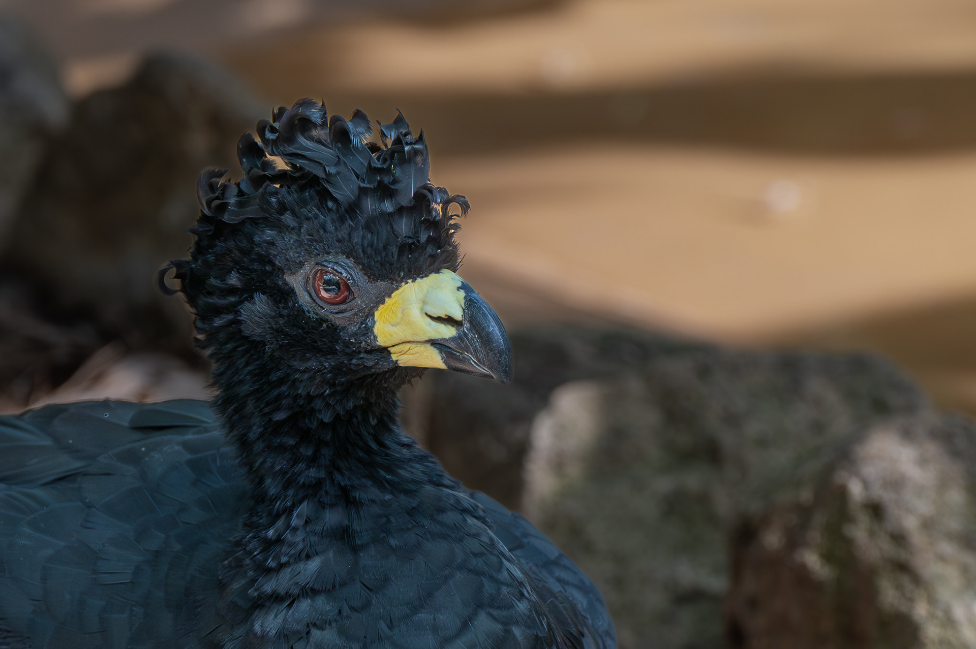 Yellow-knobbed Curassow