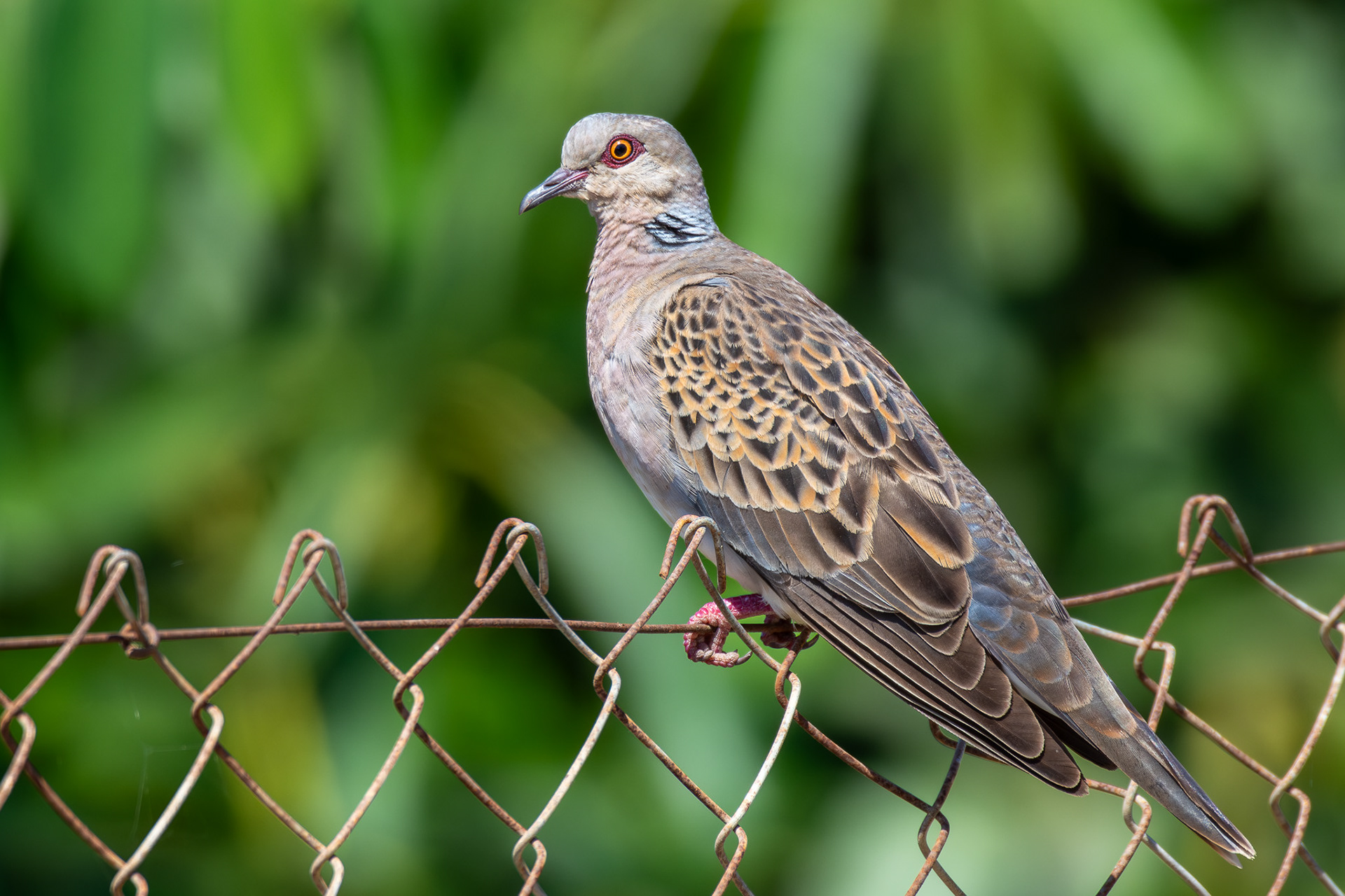 European Turtle Dove