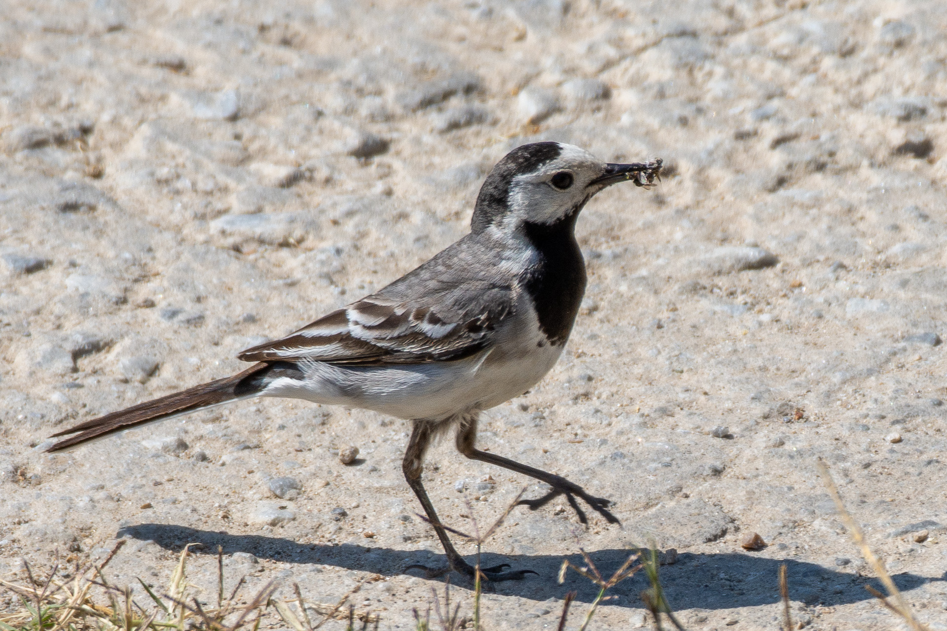 White Wagtail