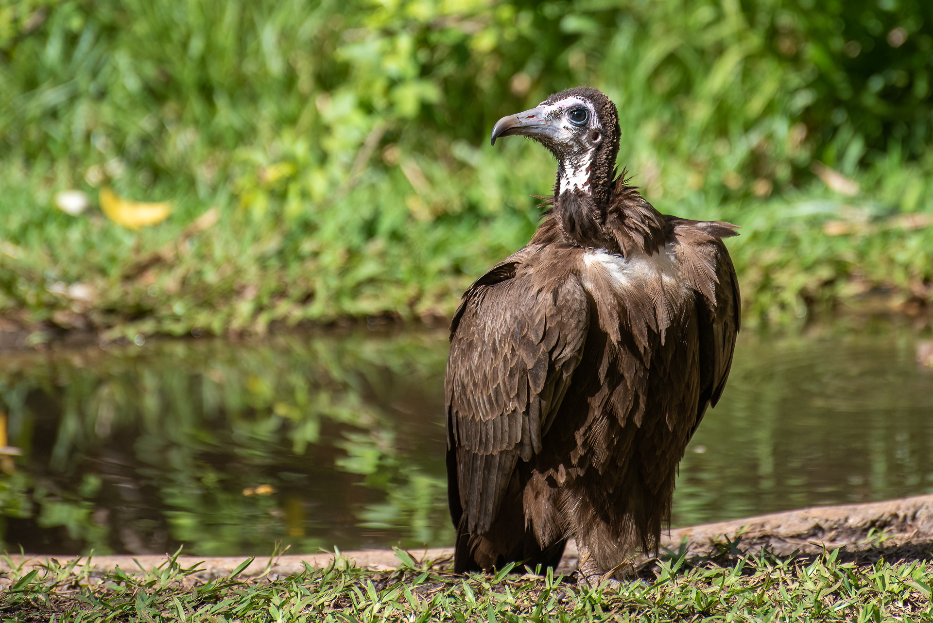 Vulture, Hooded (Necrosyrtes monachus)