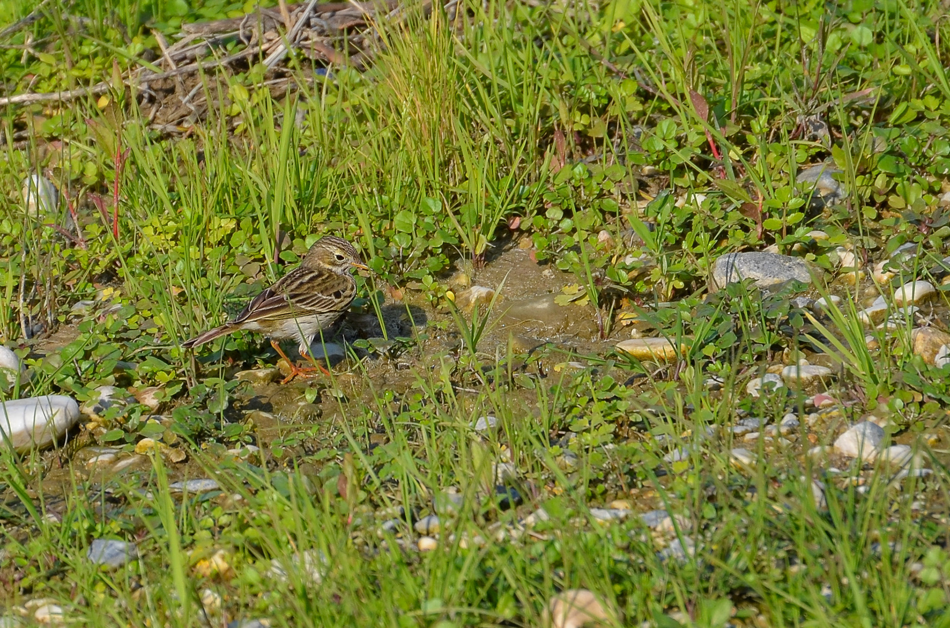 Meadow Pipit