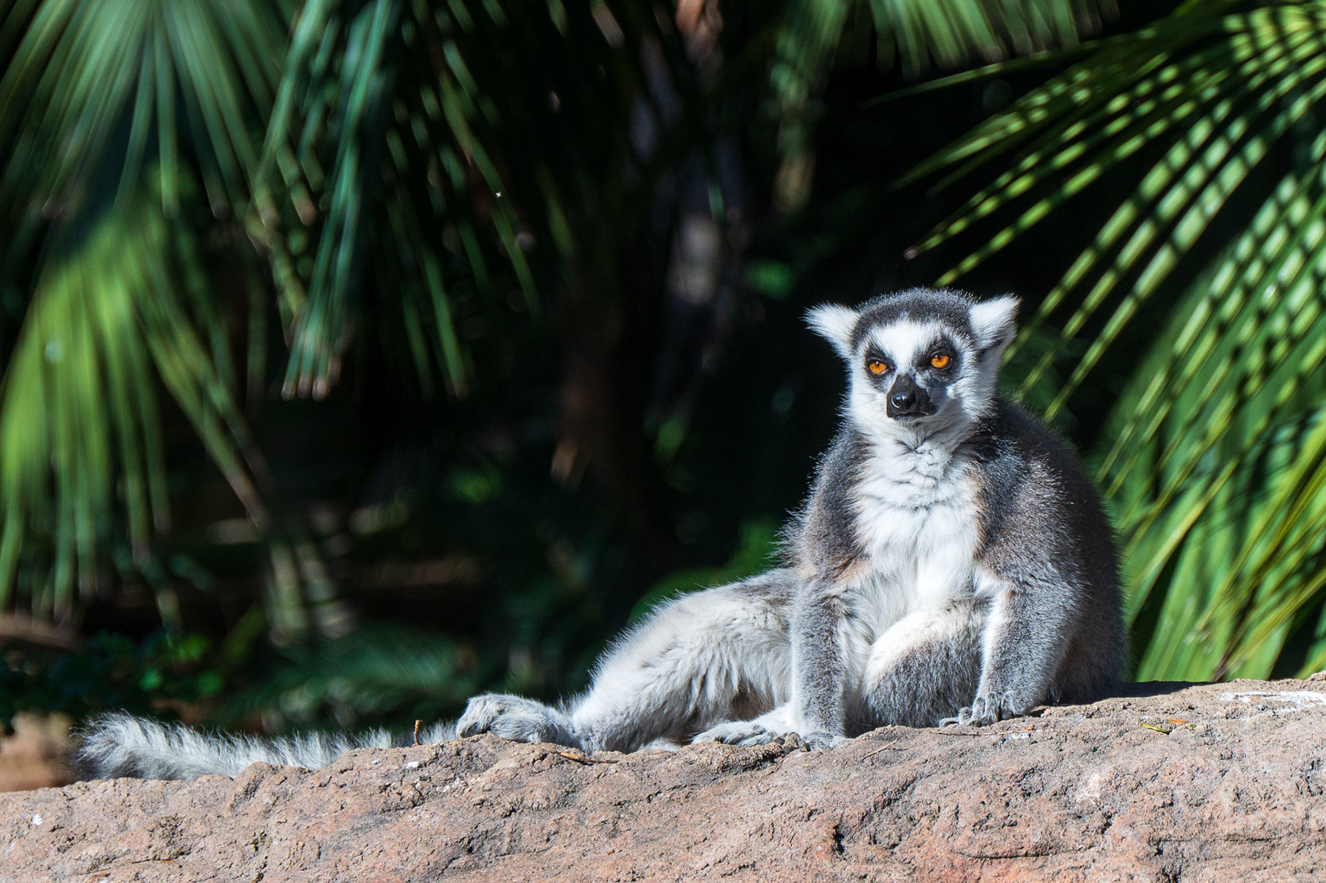 Lemur, Ring-tailed  (Lemur catta)