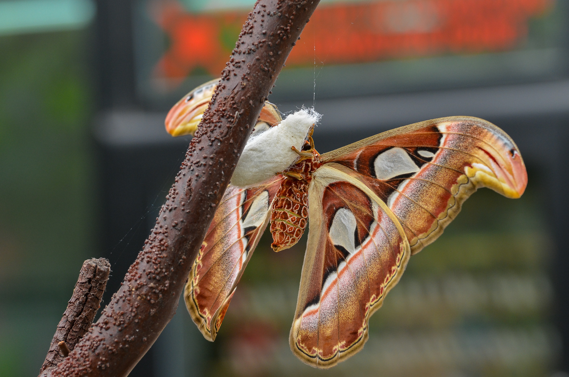 Atlas Moth (Attacus atlas)