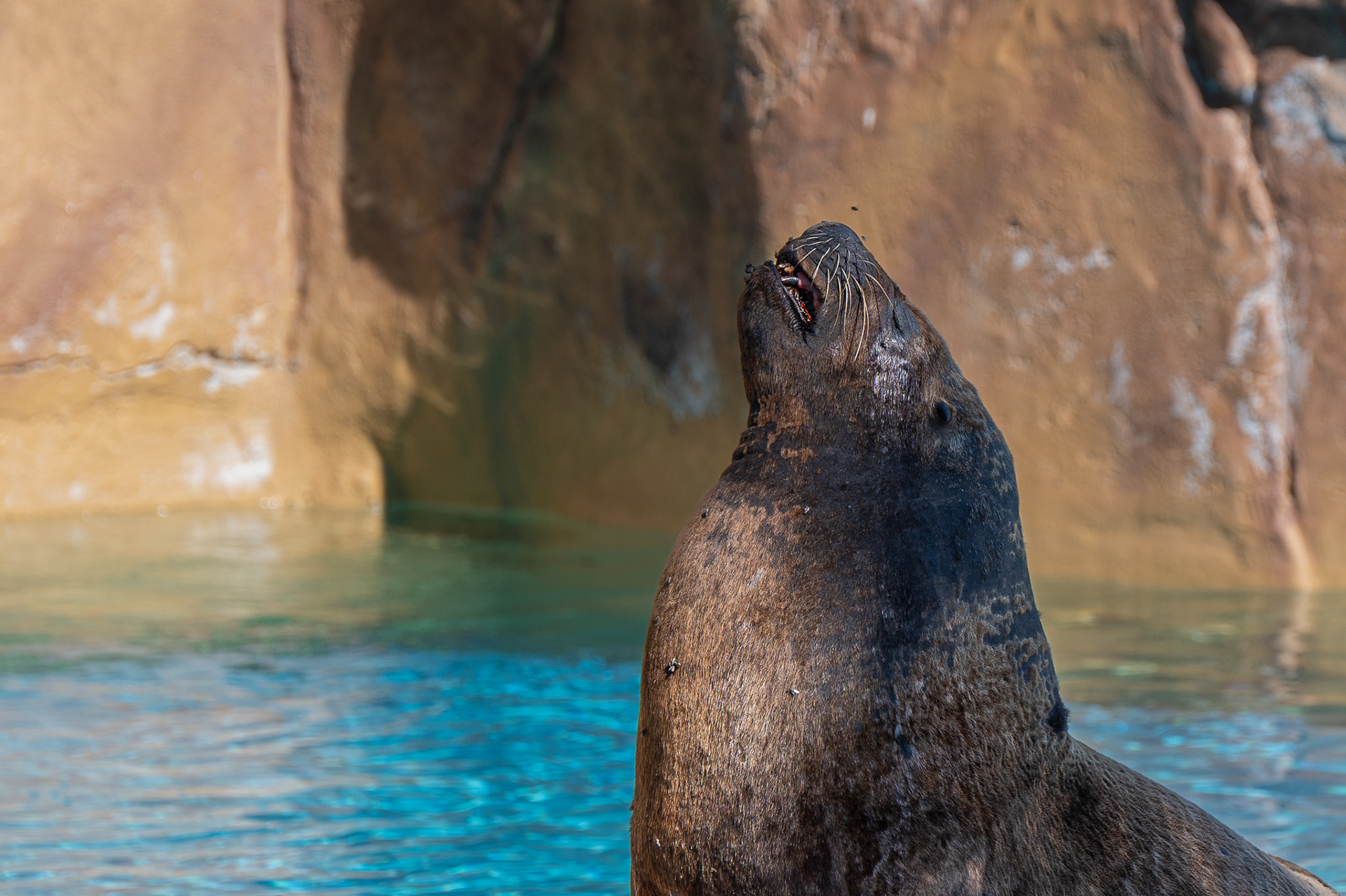 Sealion