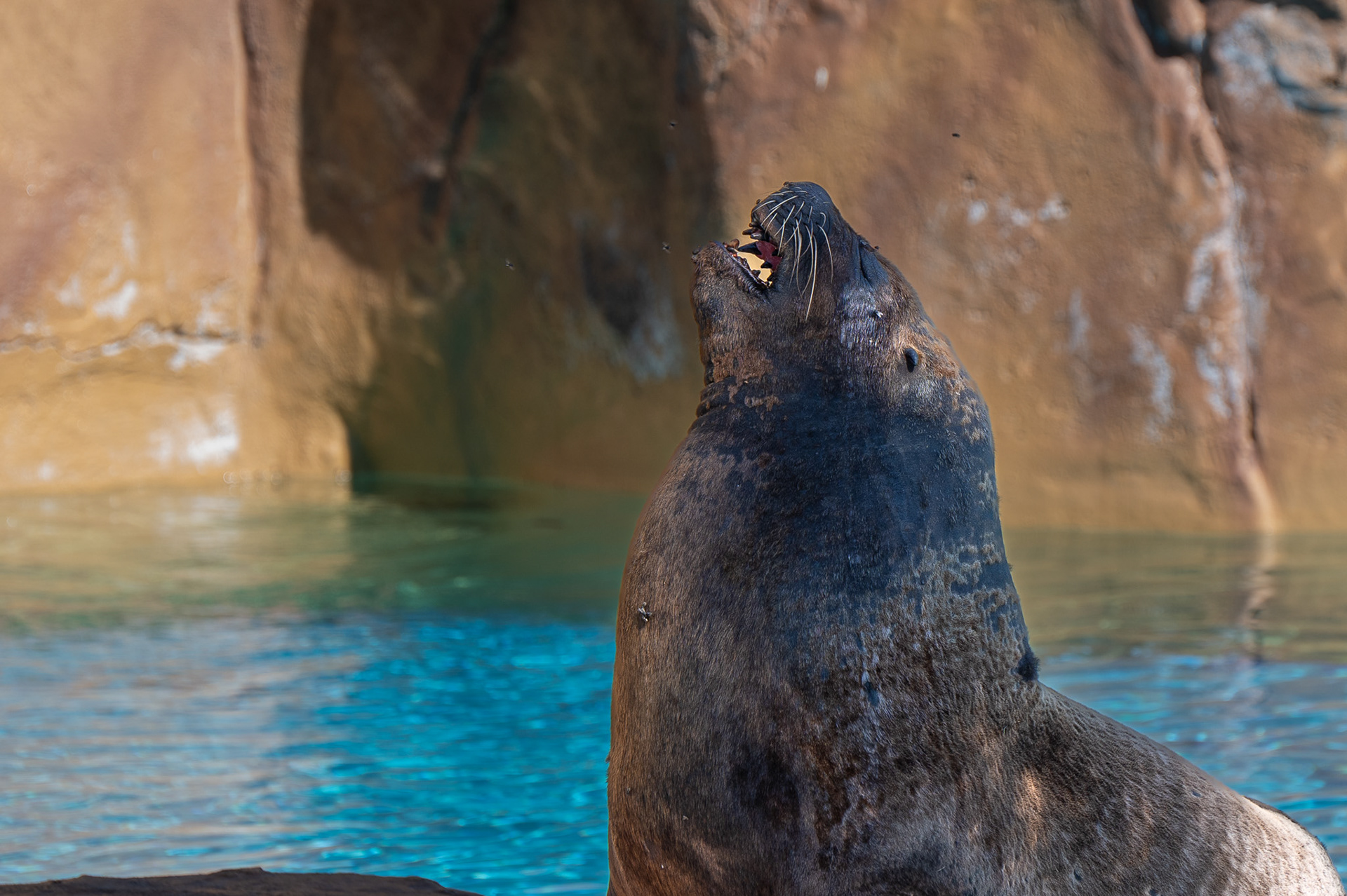Sealion