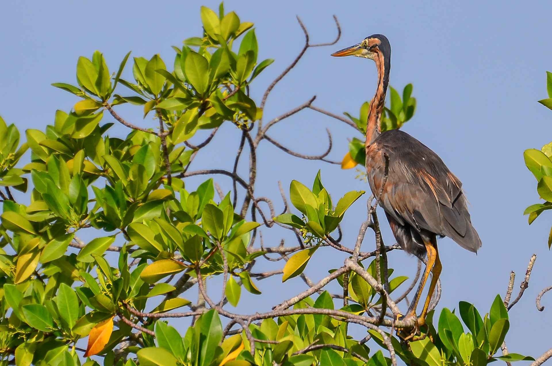 Purple Heron