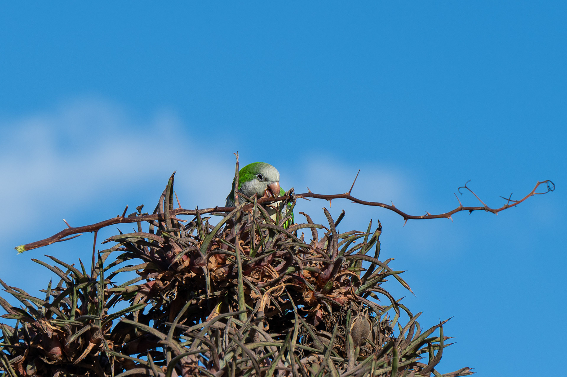 Monk Parakeet
