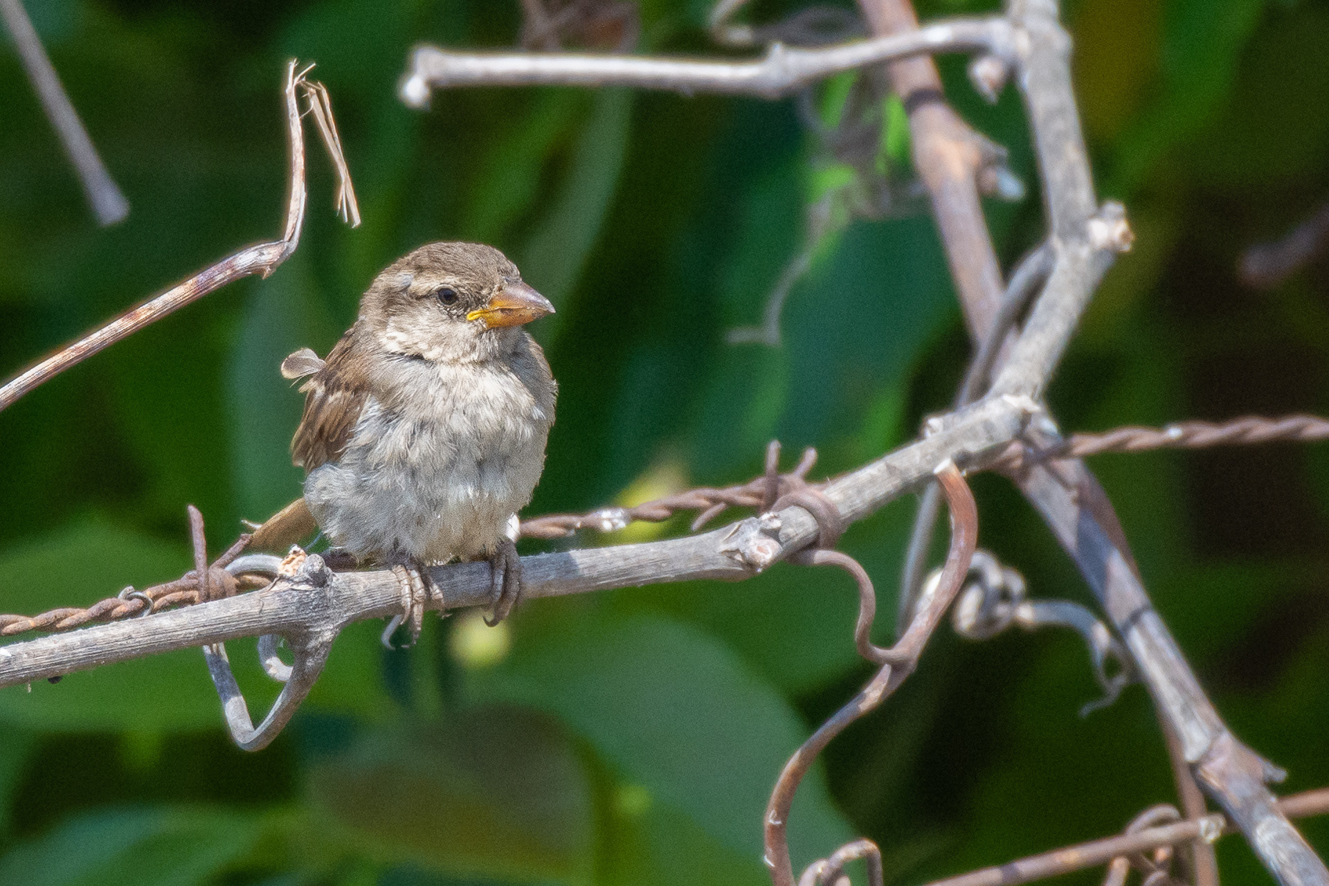 House Sparrow (juvenile)