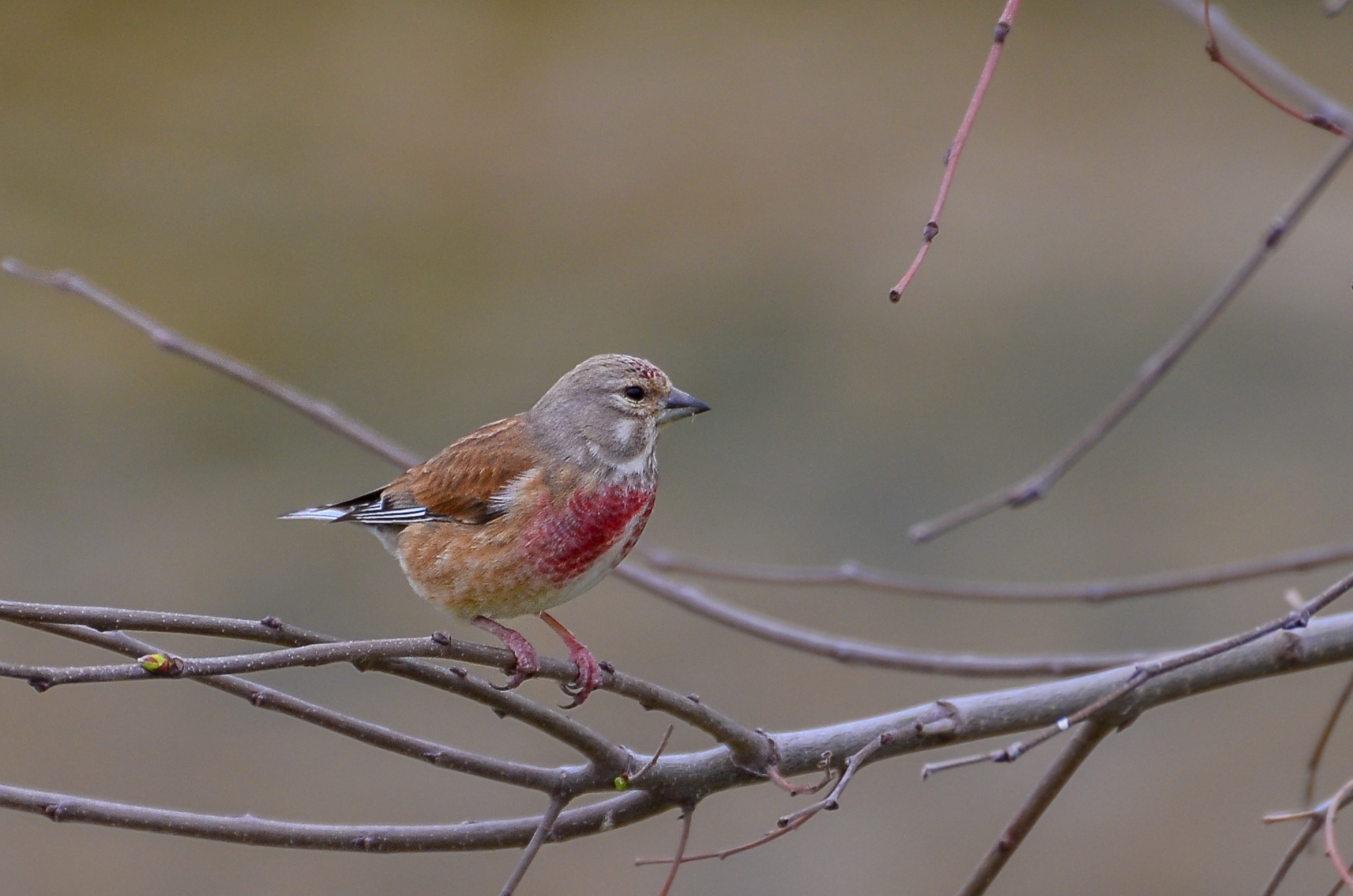 Linnet (male) (Linaria cannabina)