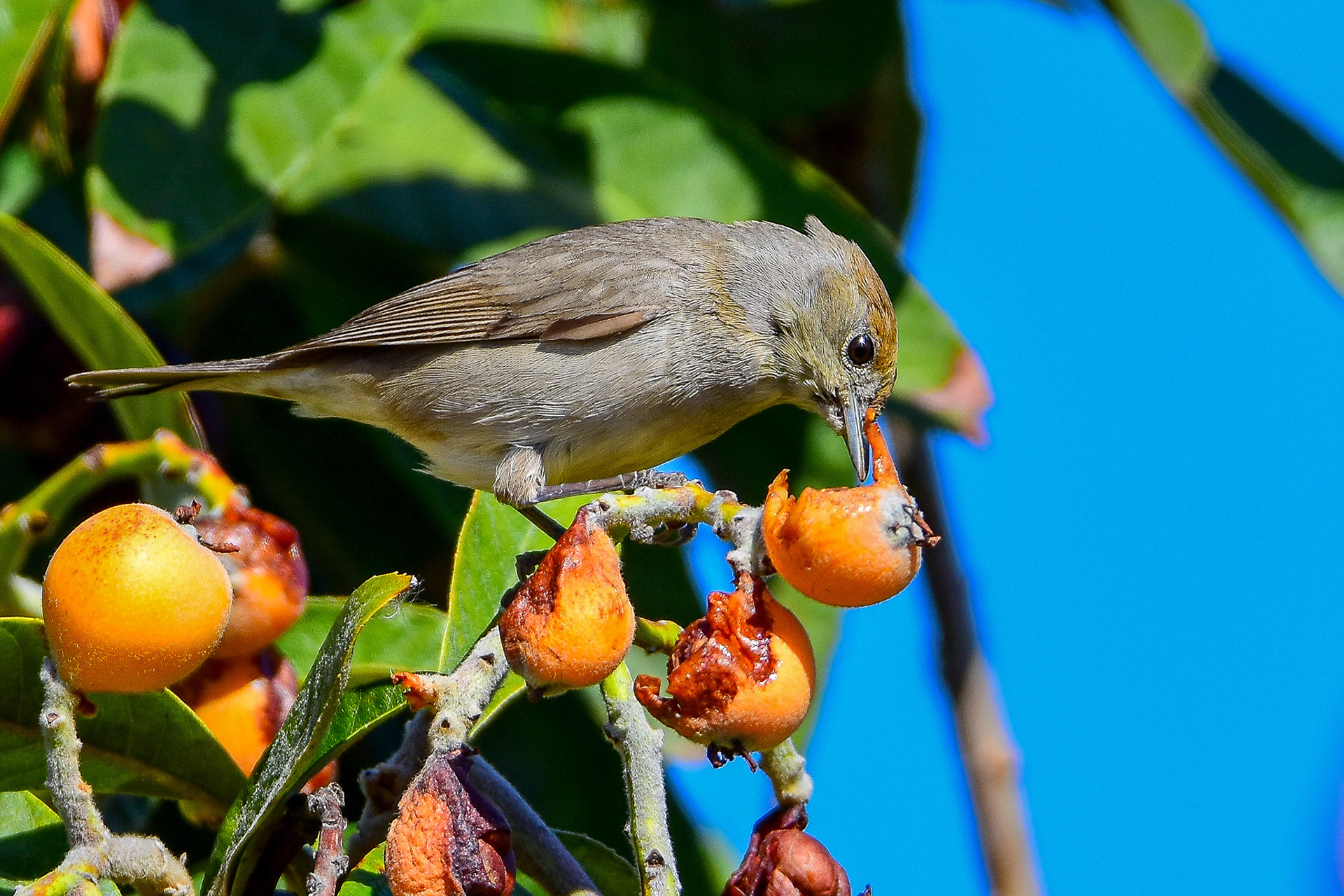 Blackcap, female