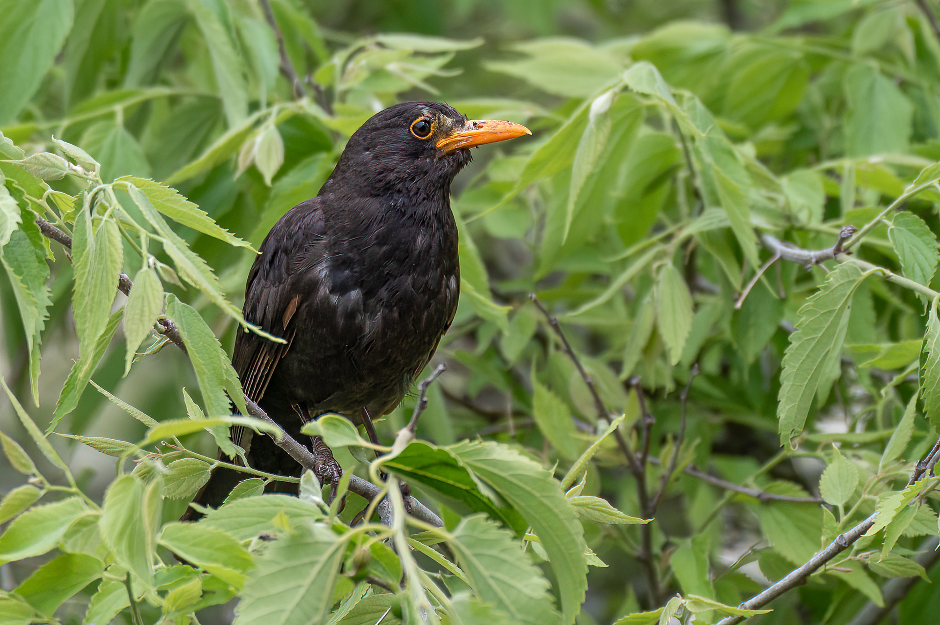 Blackbird, male