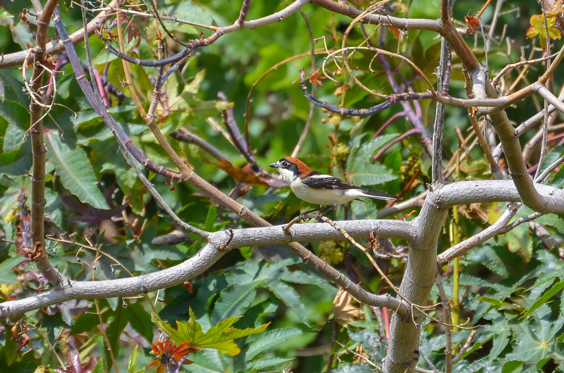 Woodchat Shrike (female)