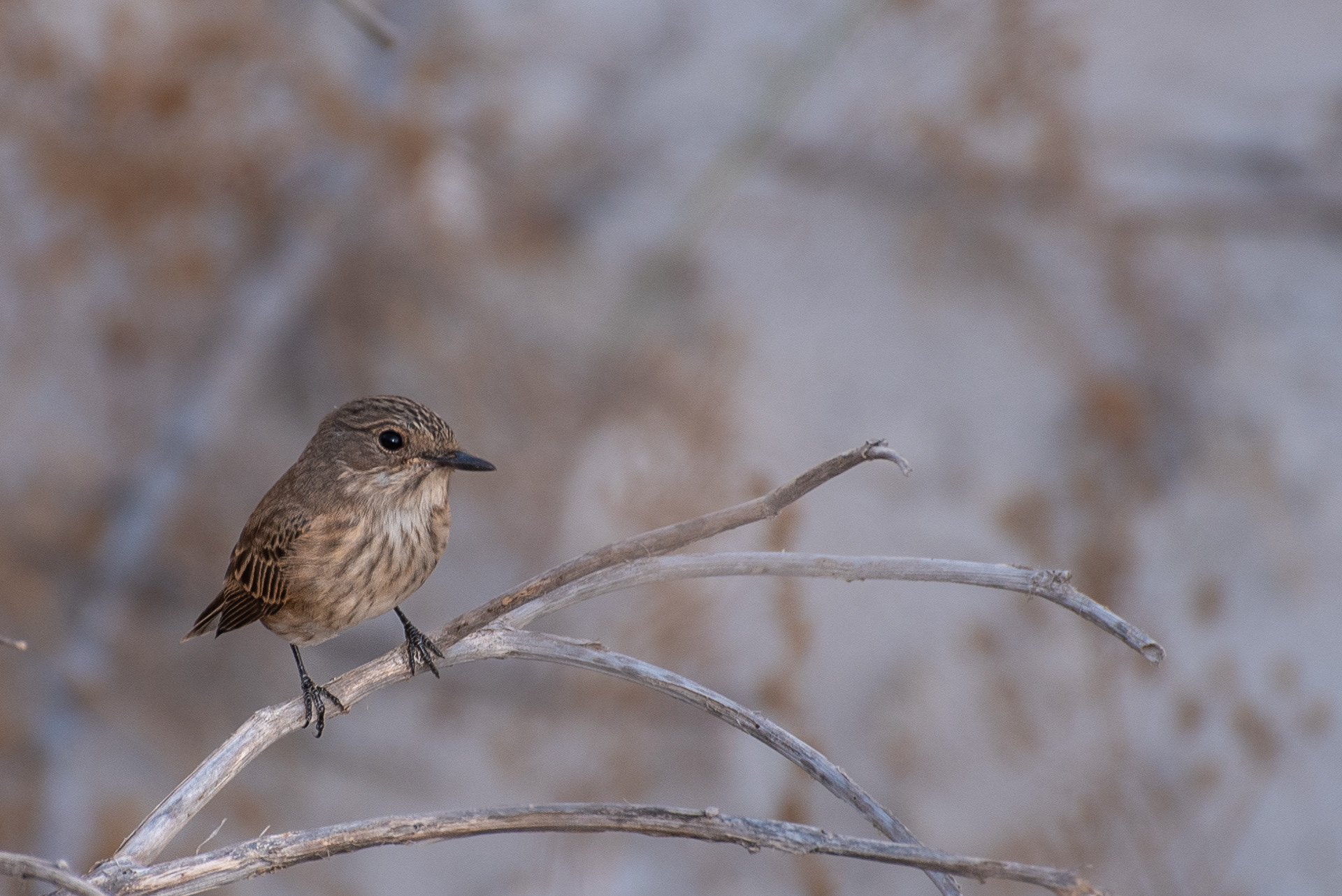 Flycatcher, Spotted (Muscicapa striata)