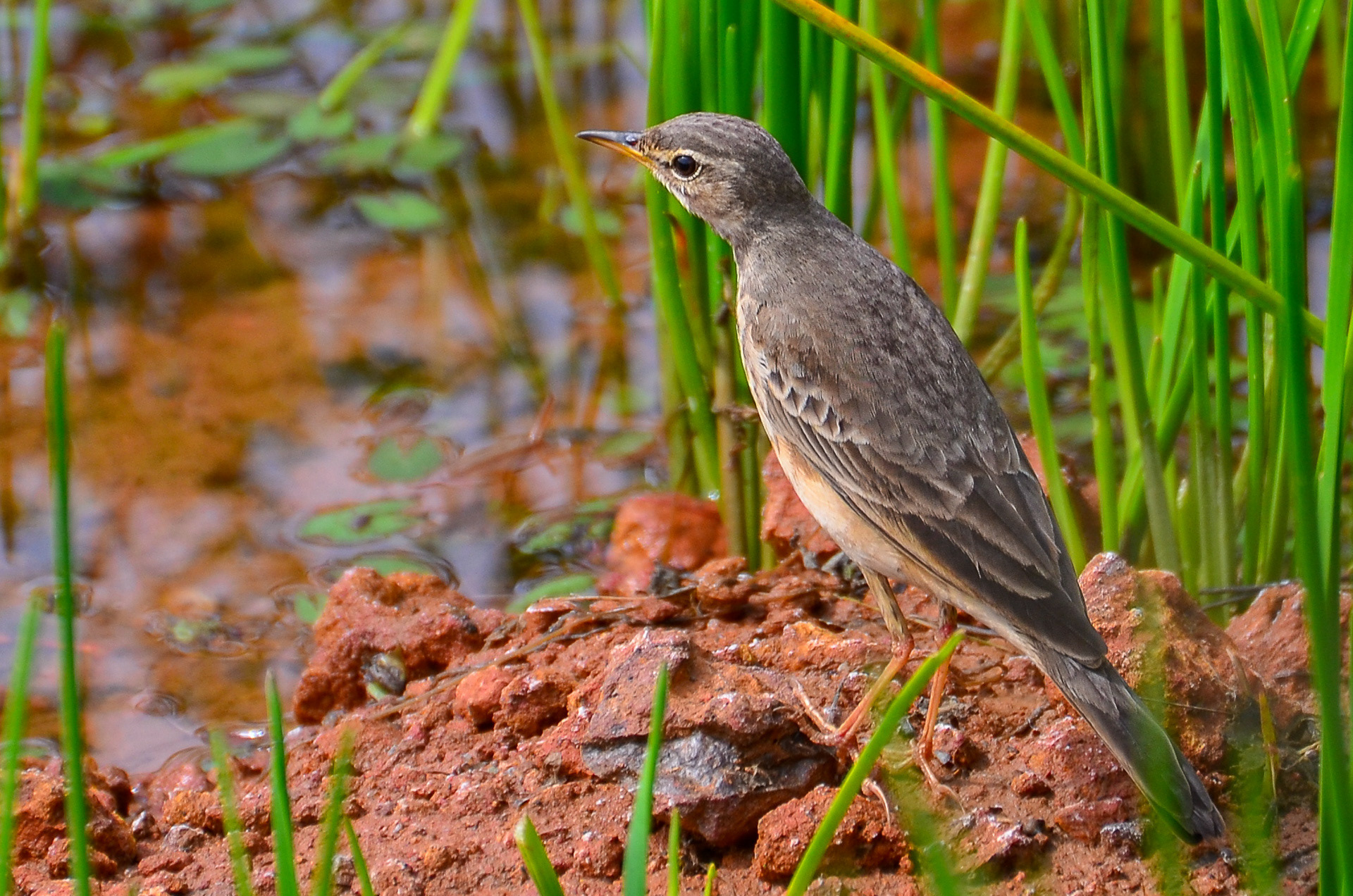 Plain-backed Pipit
