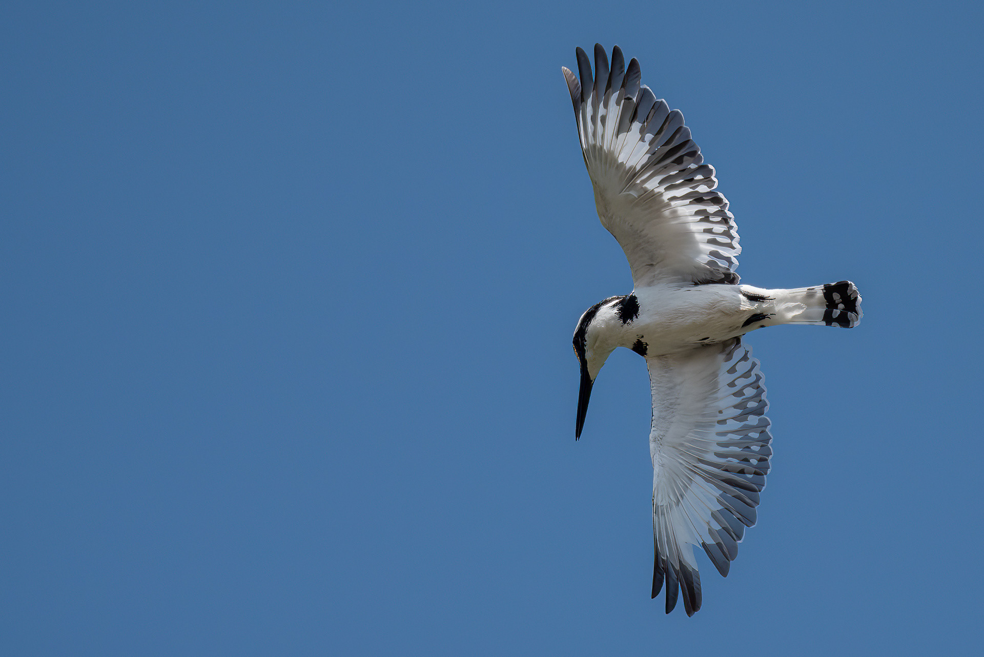 Pied Kingfisher (female)
