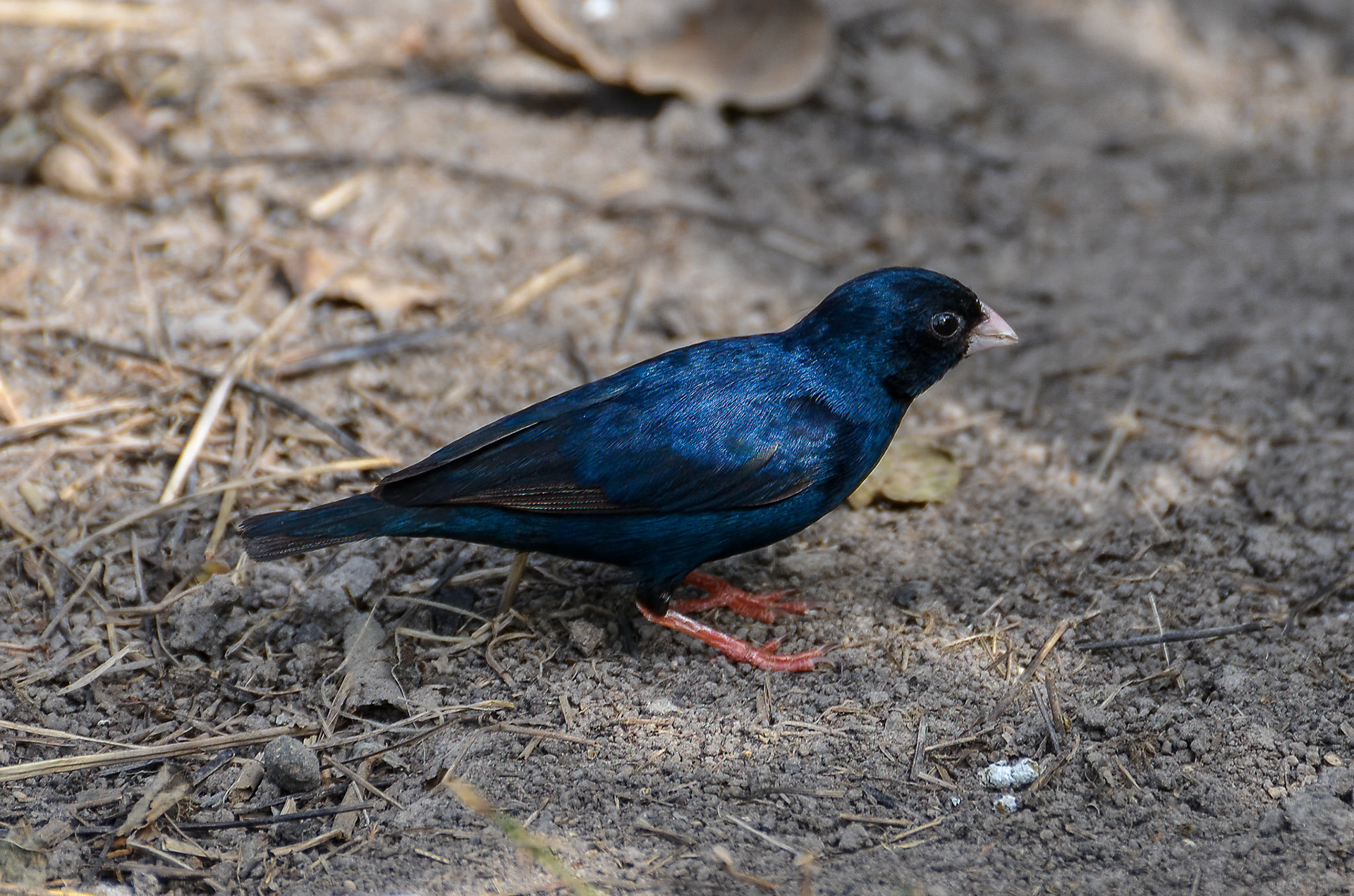 Village Indigobird
