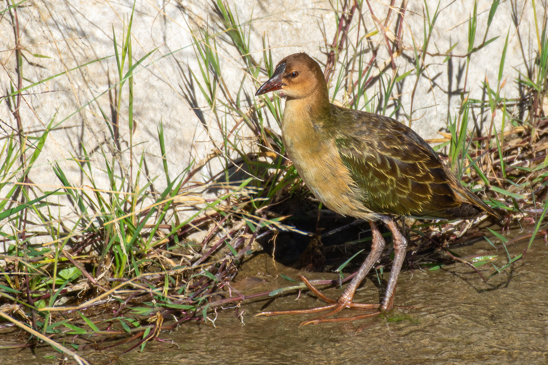 Allen's Gallinule