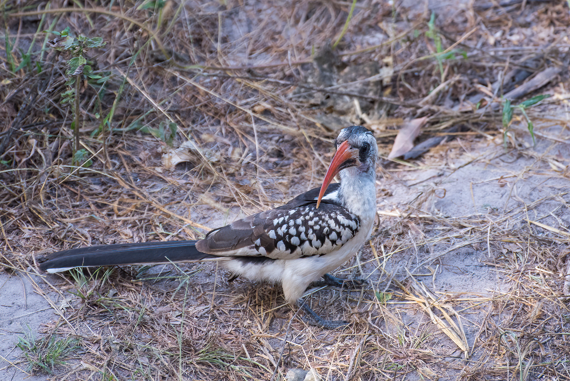 Western Red-billed Hornbill